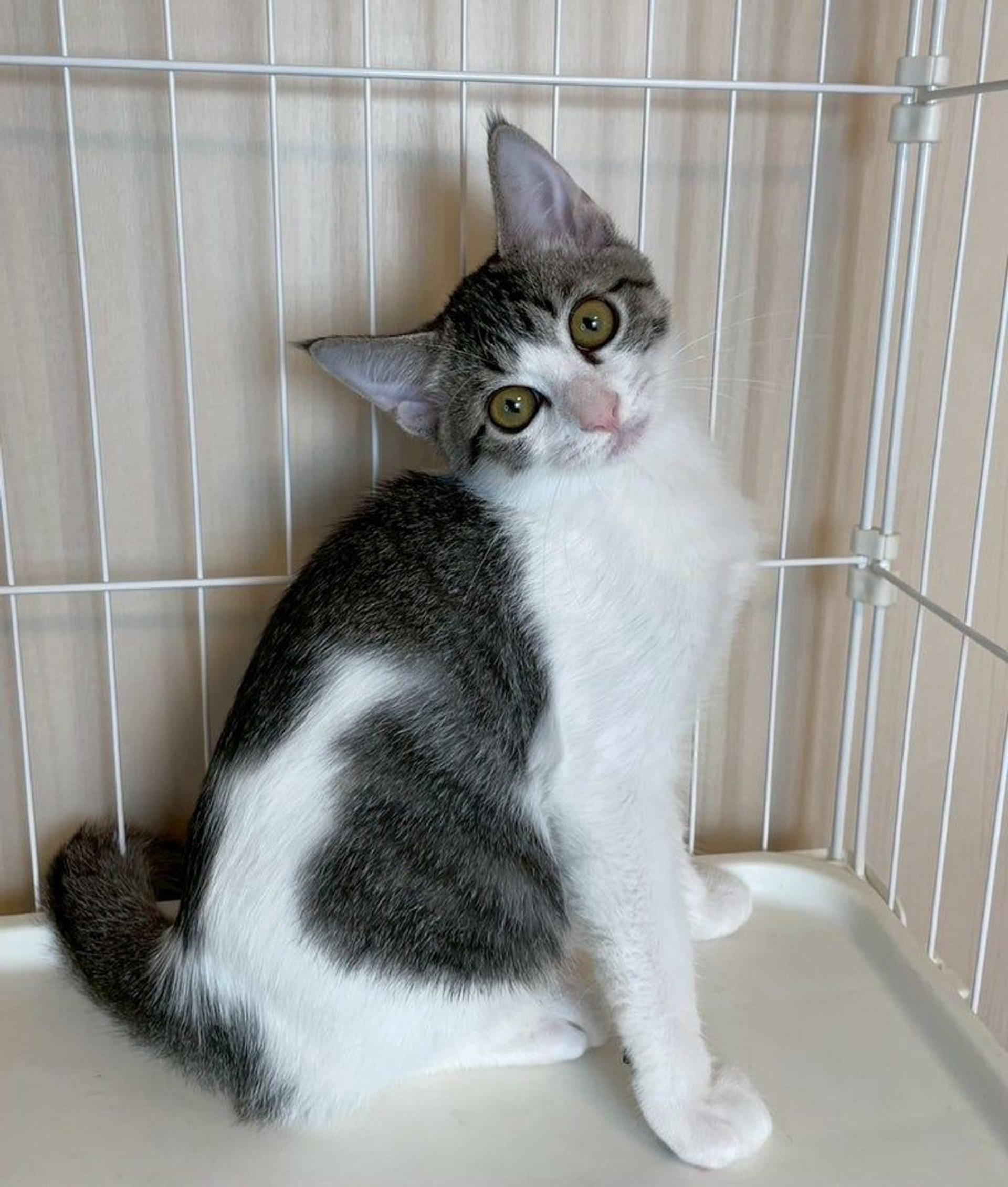 pet-image-5