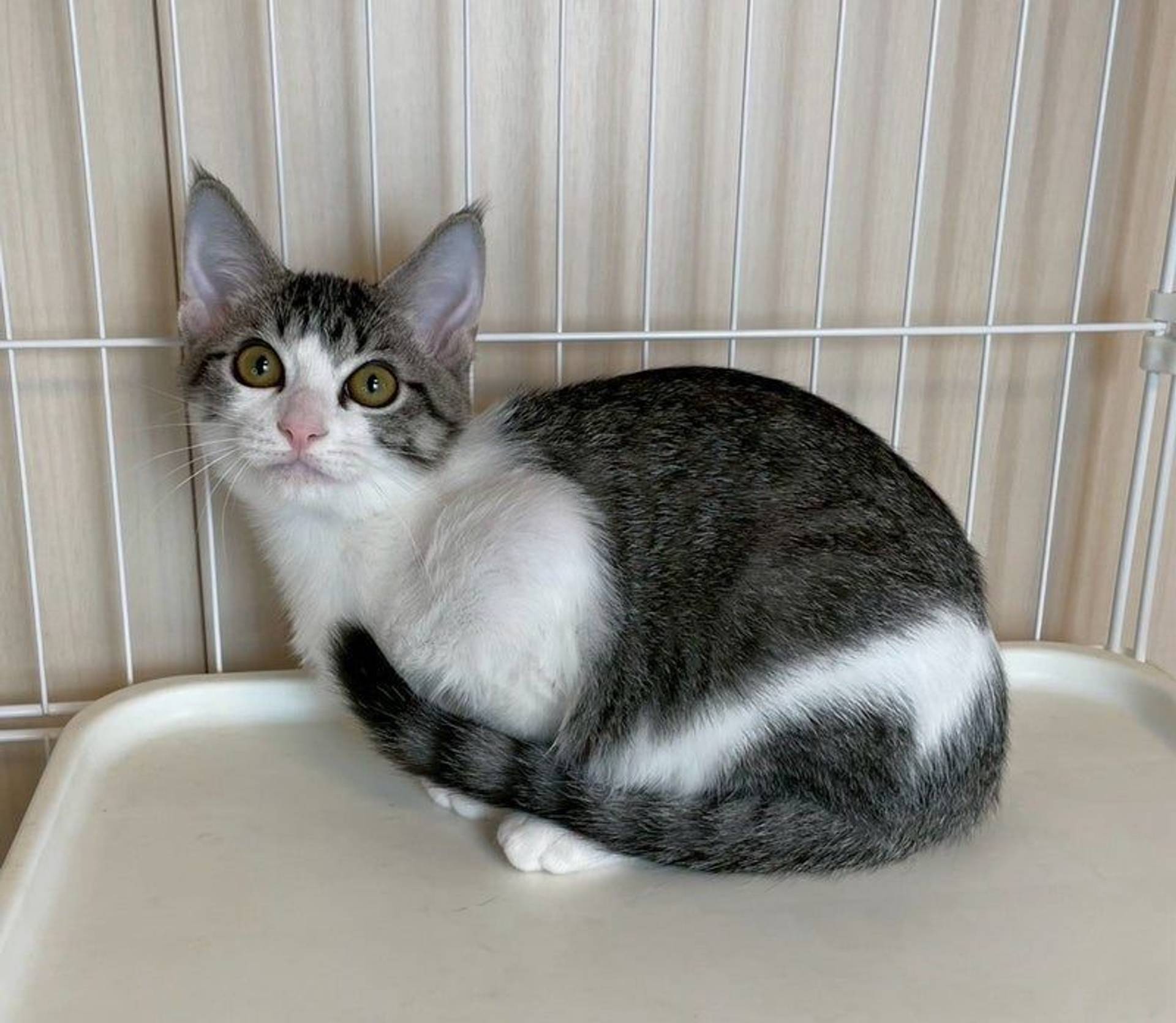 雑種（ミックス猫）・オスの里親募集の写真