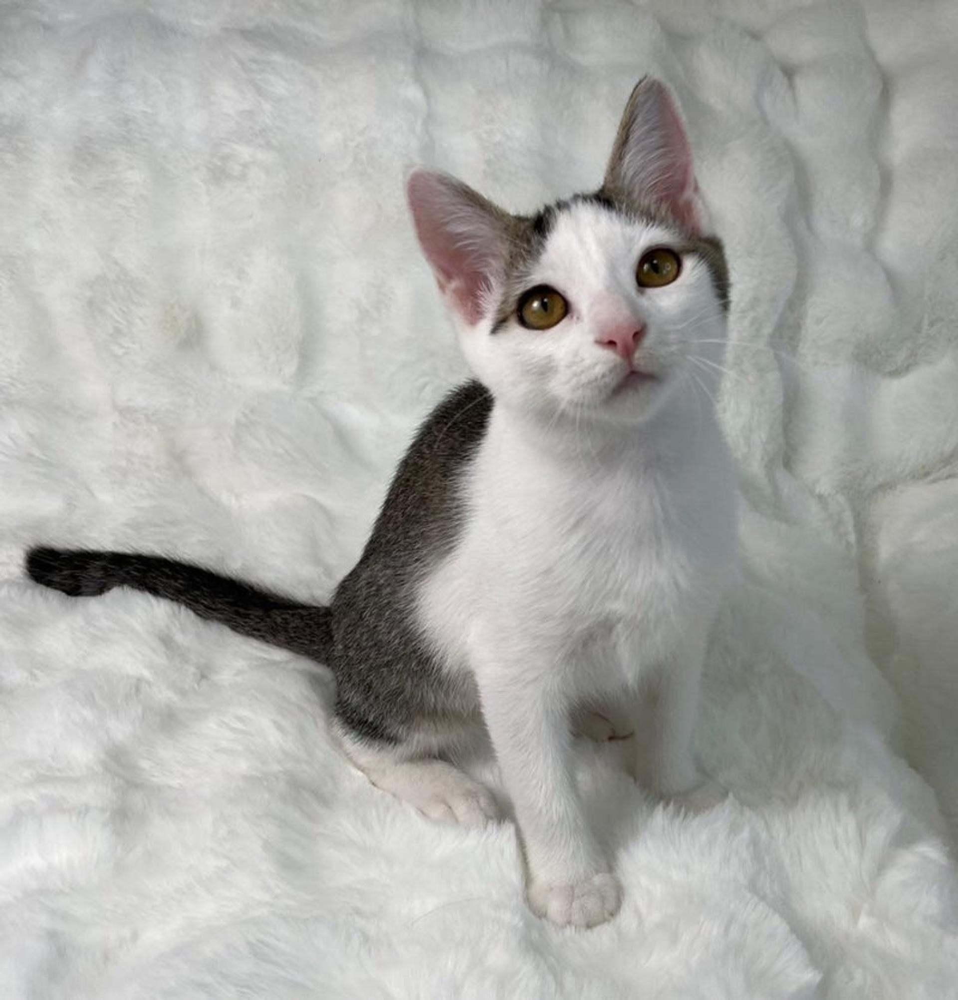 pet-image-4