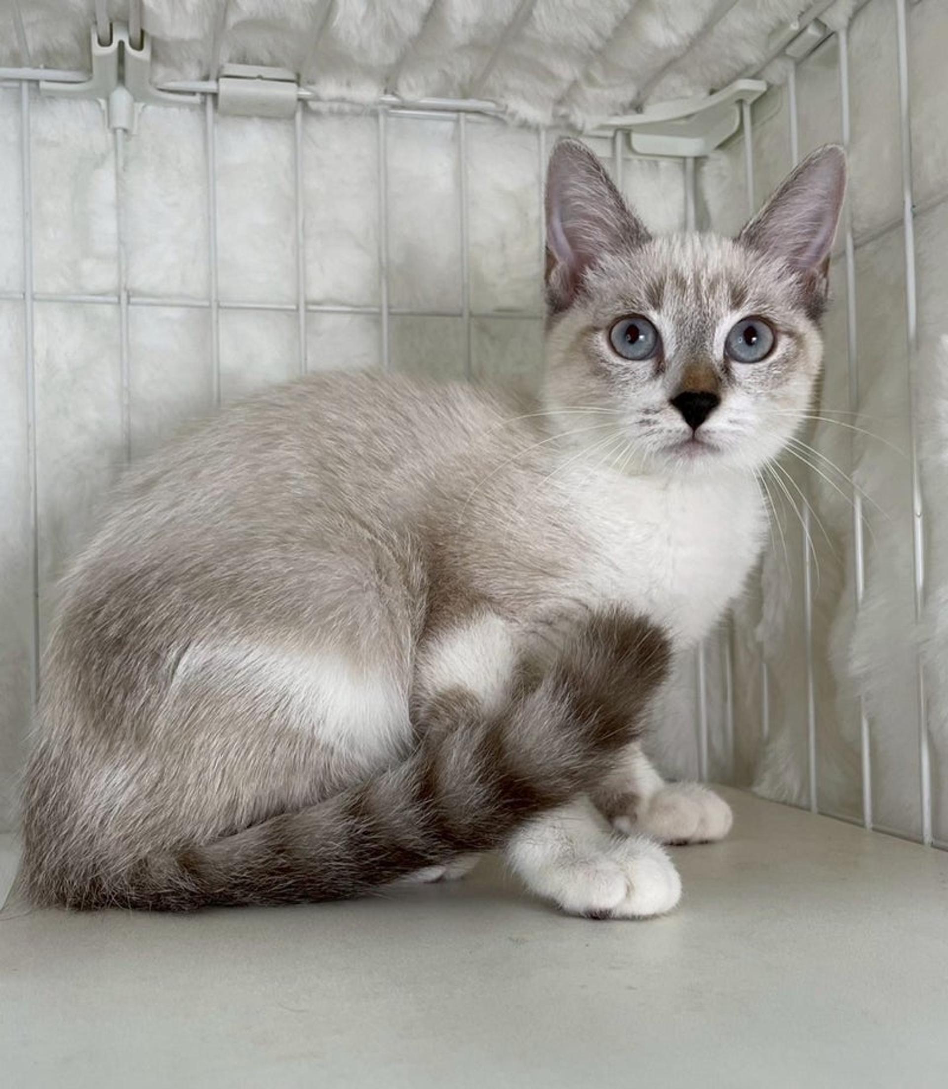 pet-image-4
