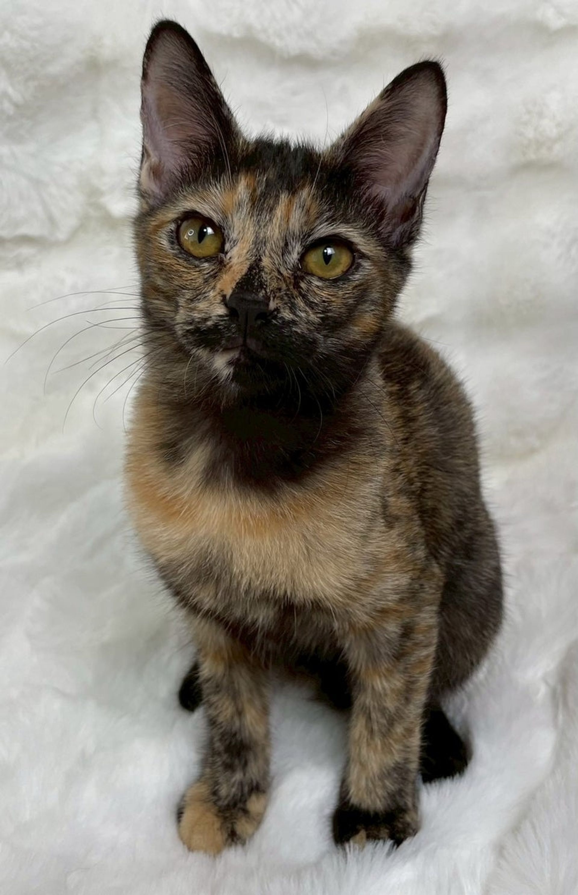雑種（ミックス猫）・メスの里親募集の写真
