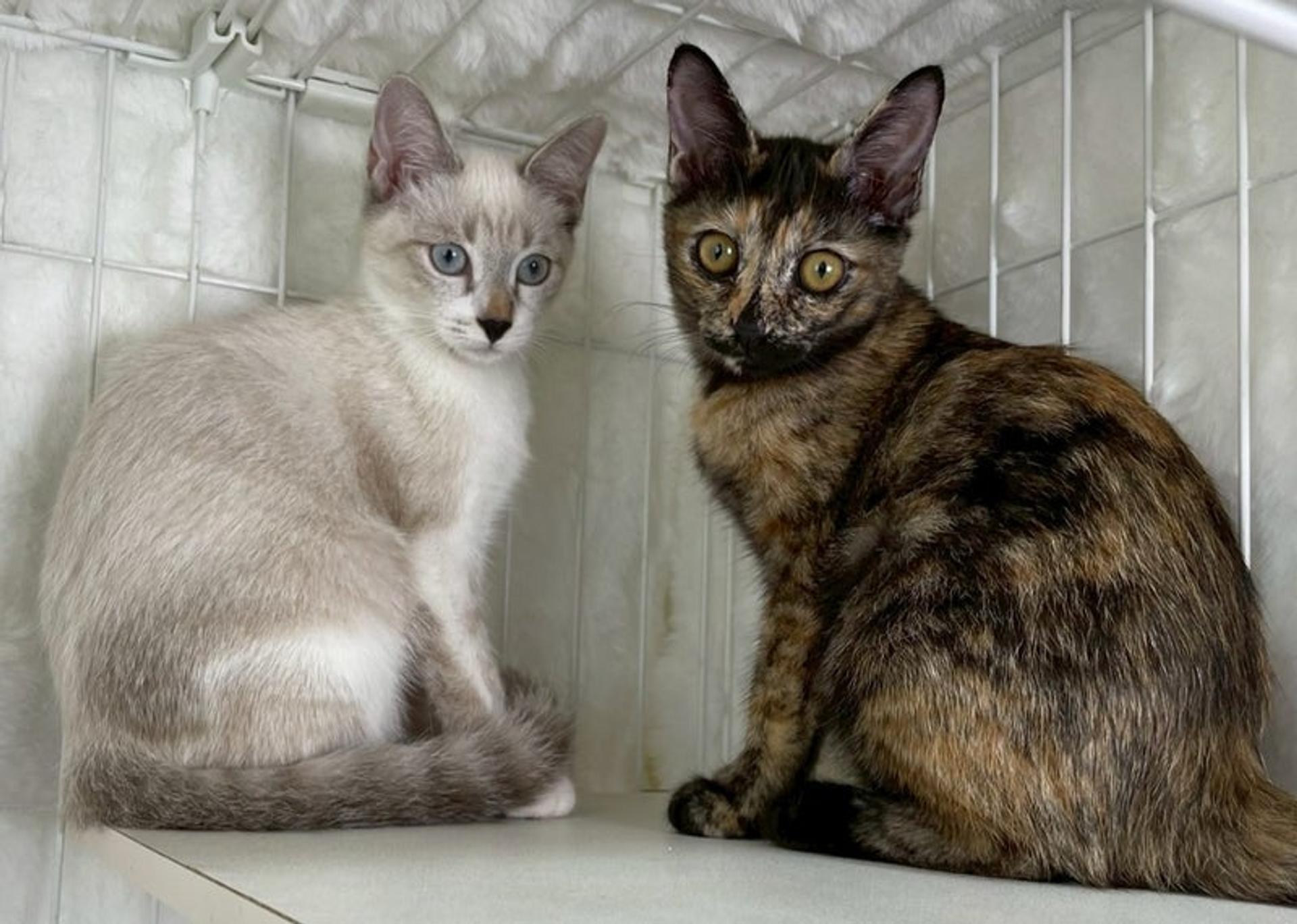 pet-image-5