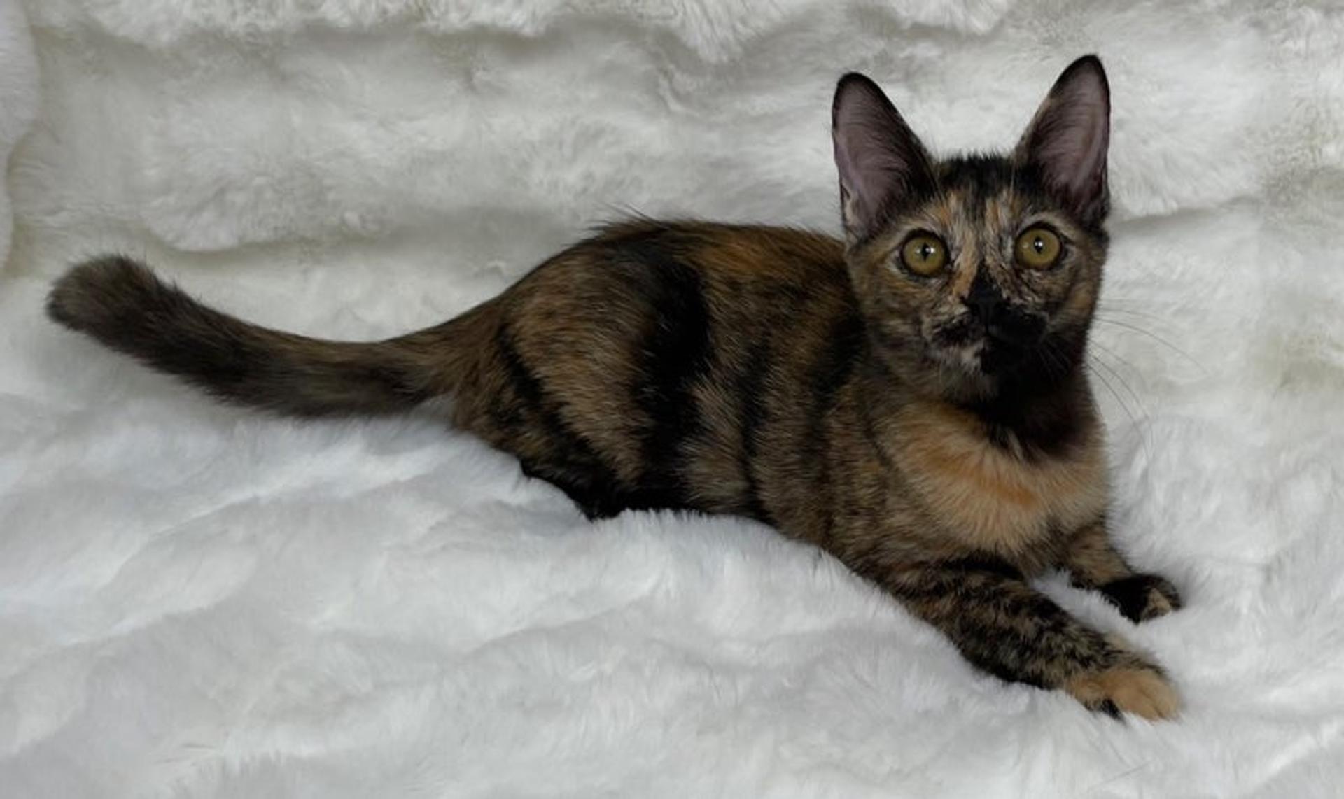 pet-image-4