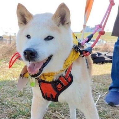 柴犬・オスの里親募集の写真