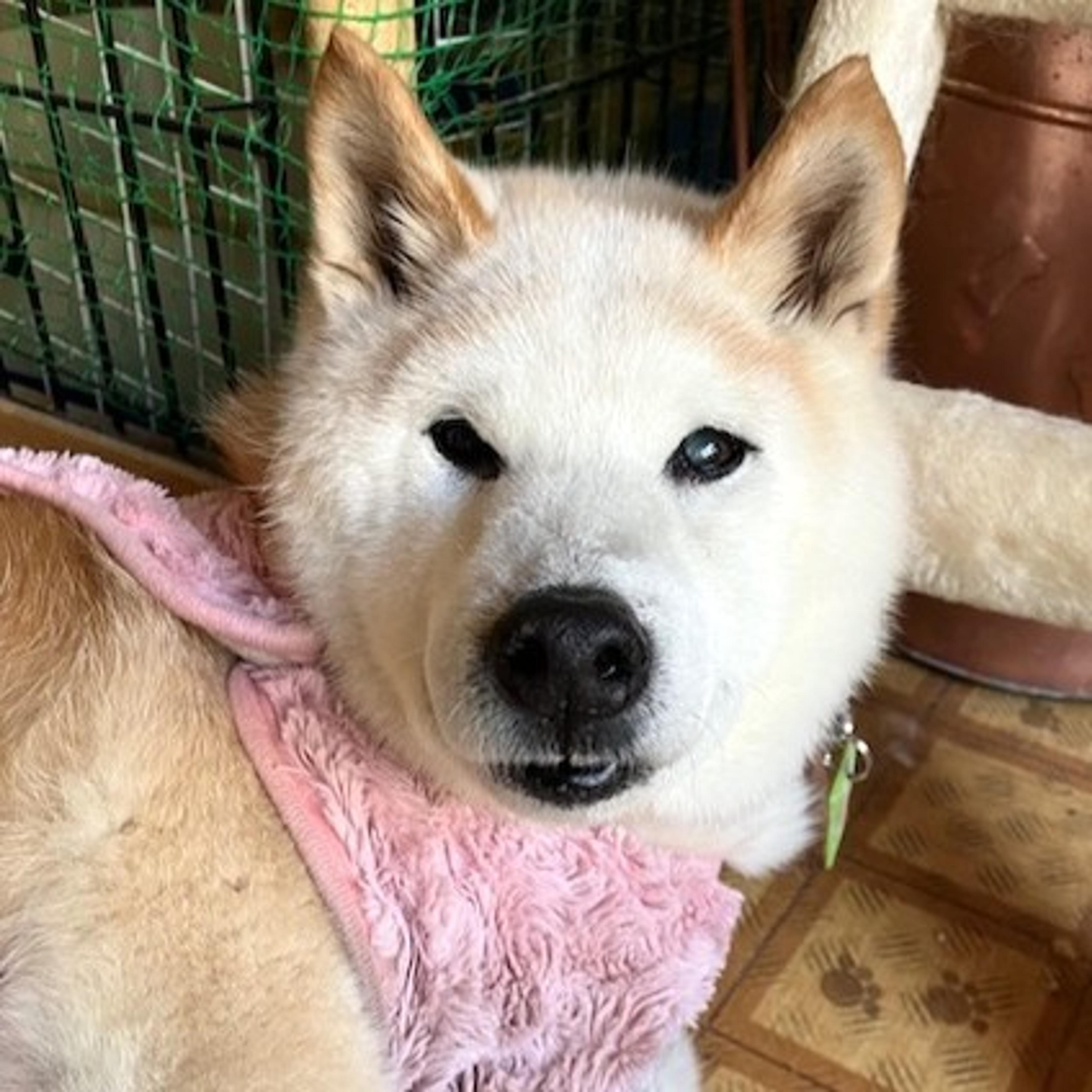 pet-image-2