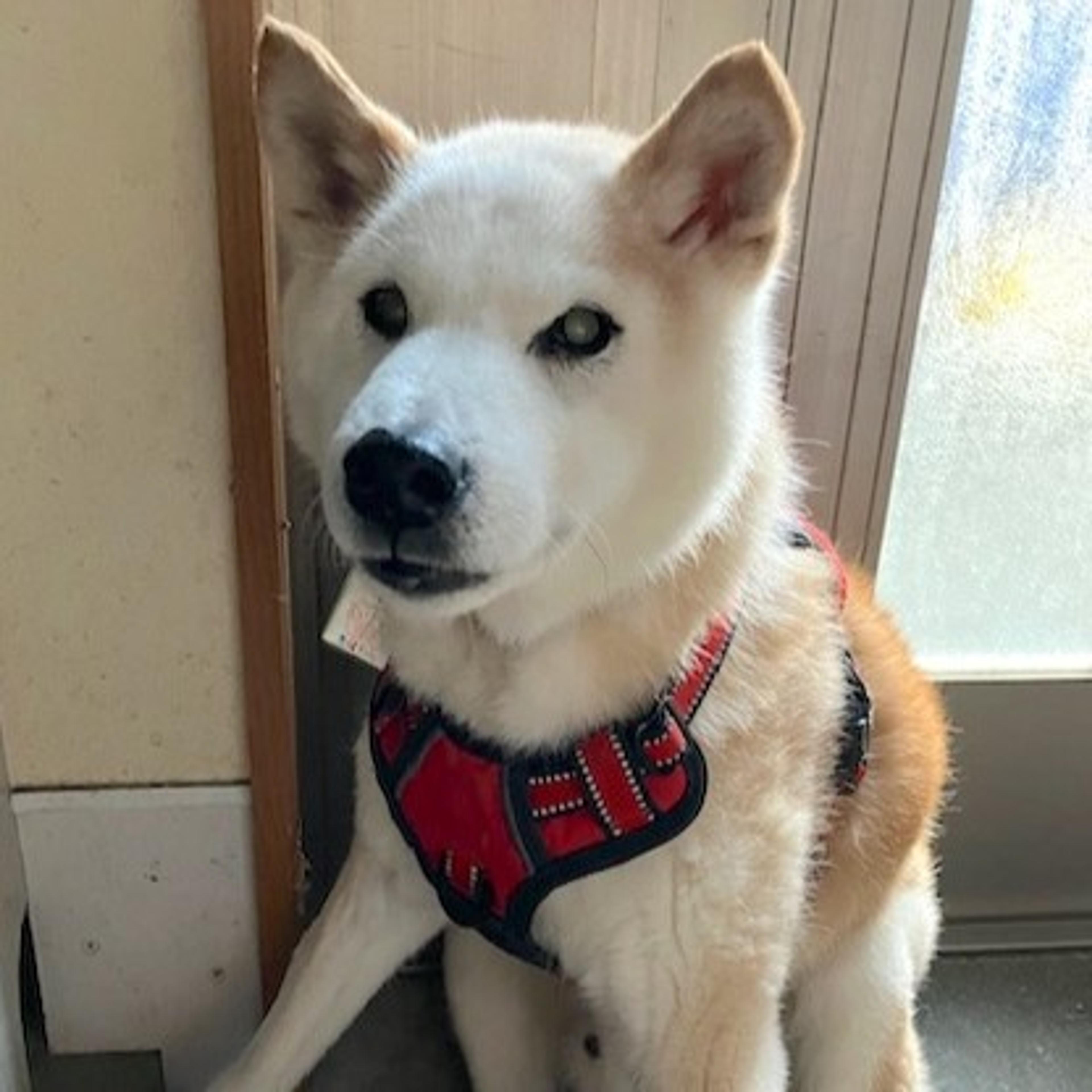 pet-image-3