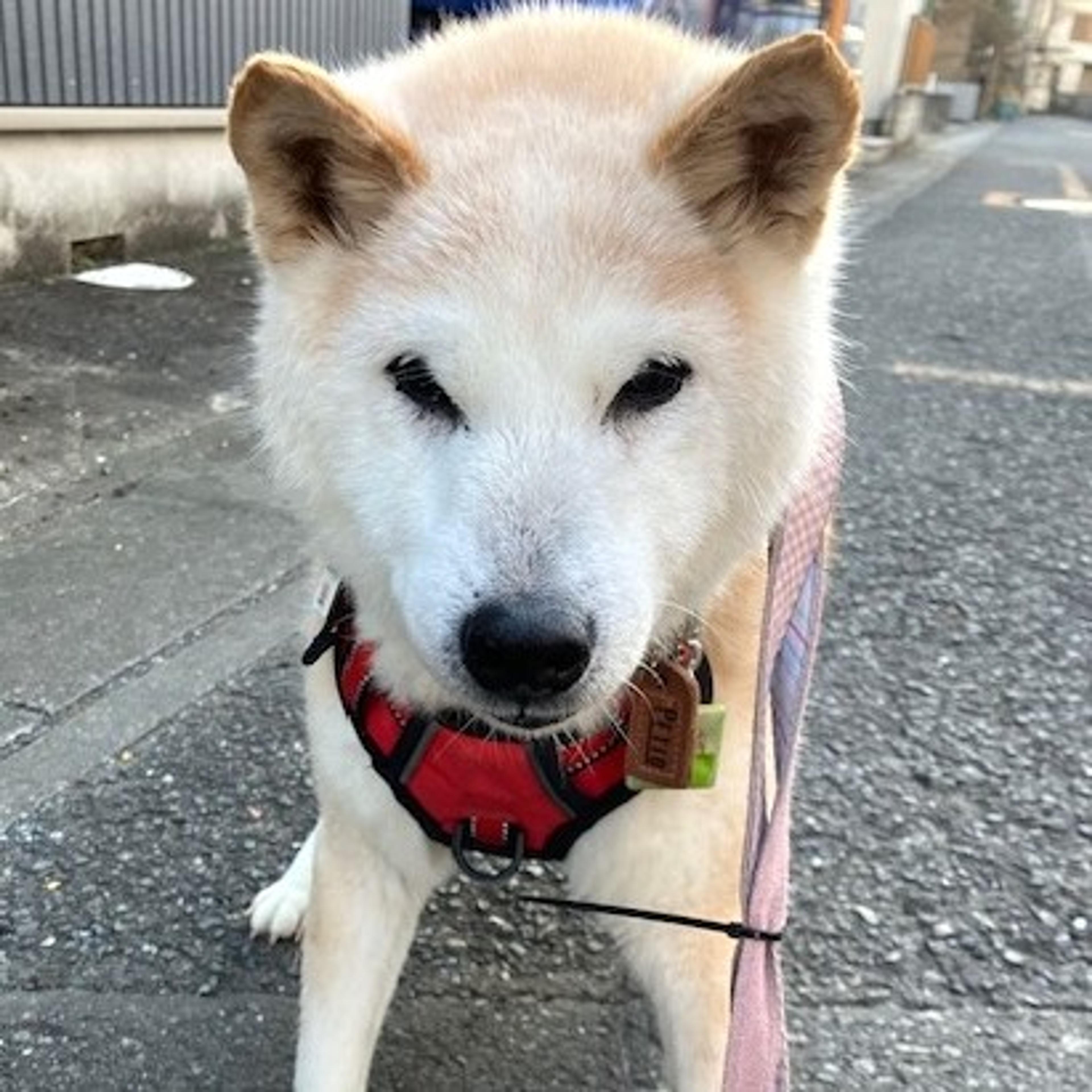 pet-image-4