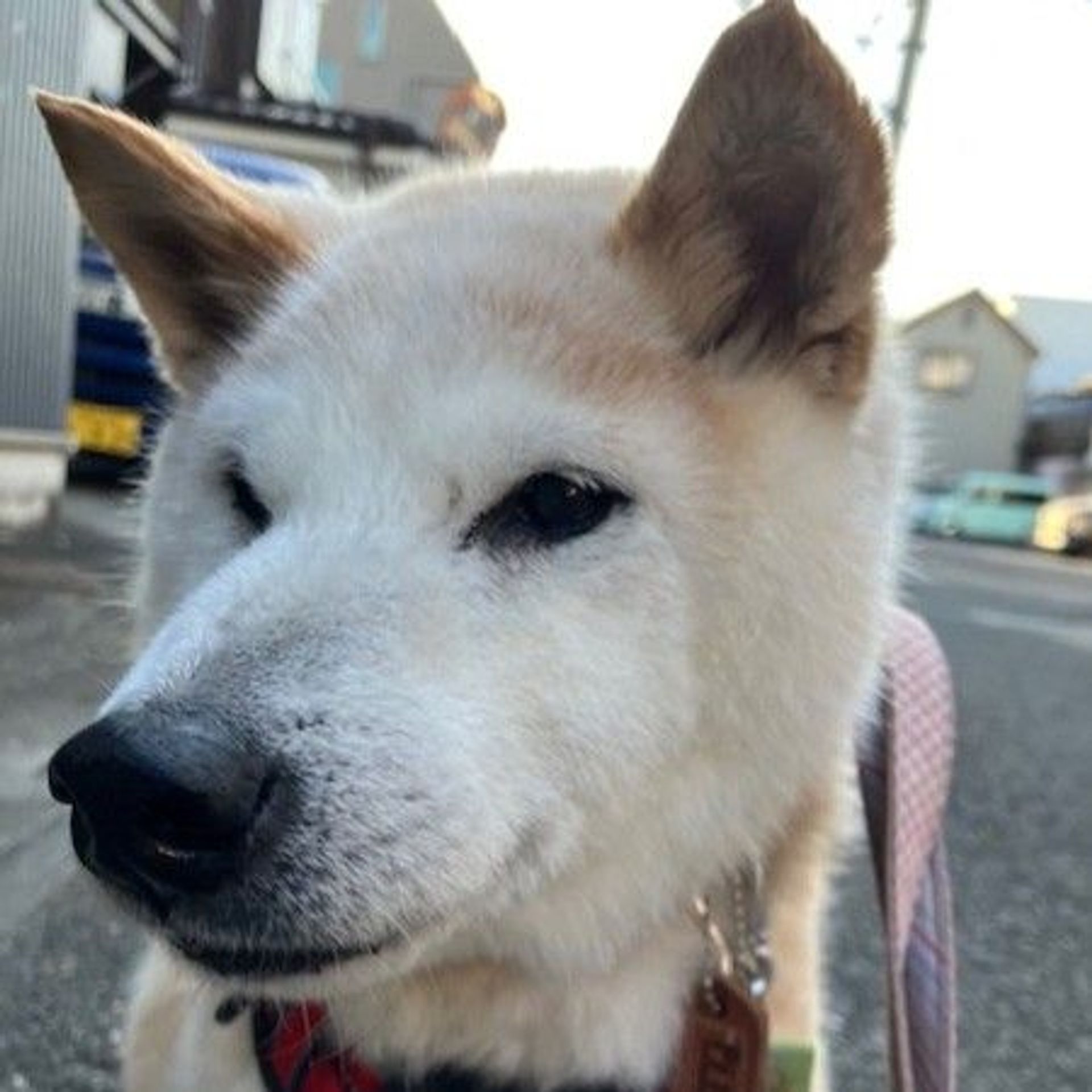 柴犬・オスの里親募集の写真