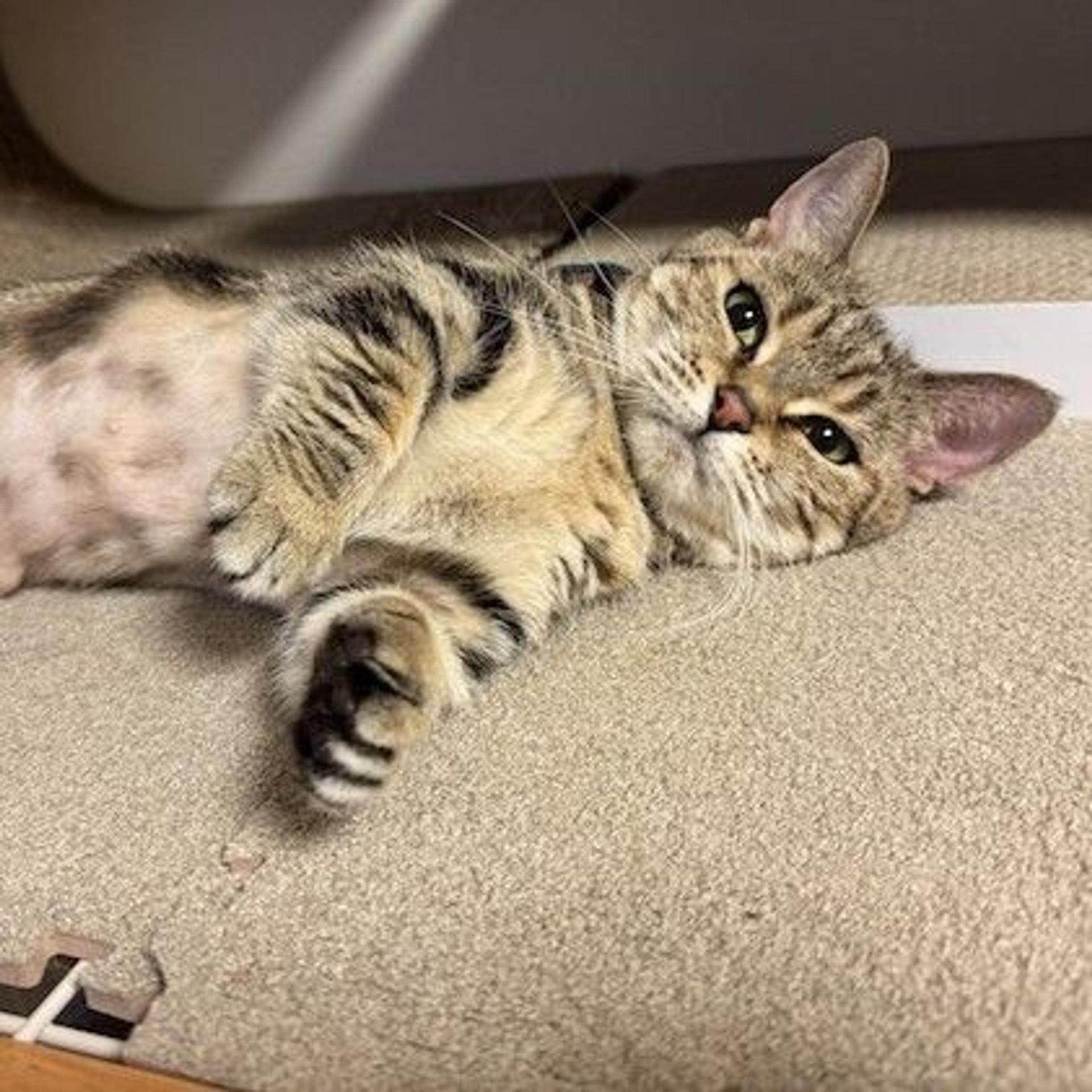 pet-image-3