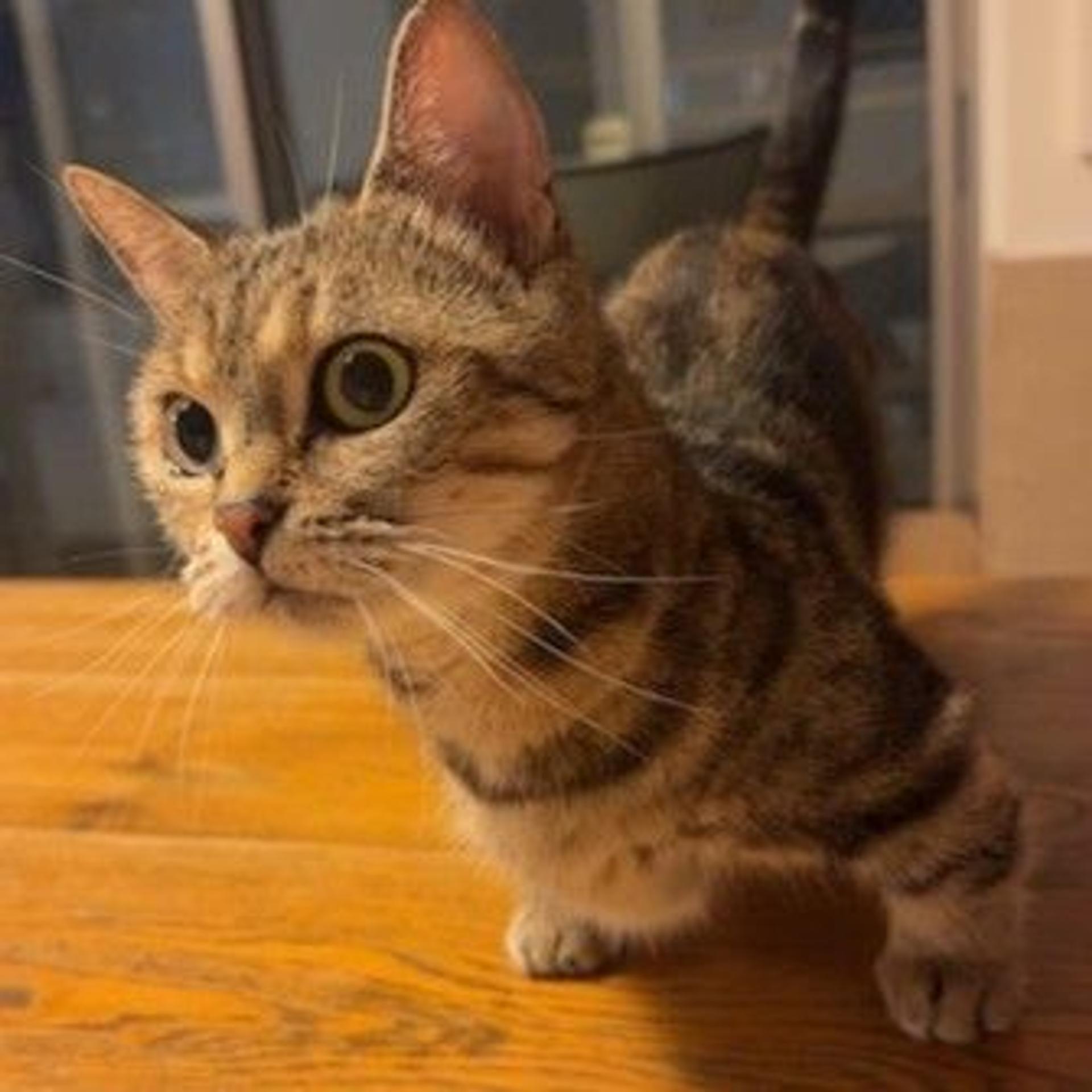 pet-image-2