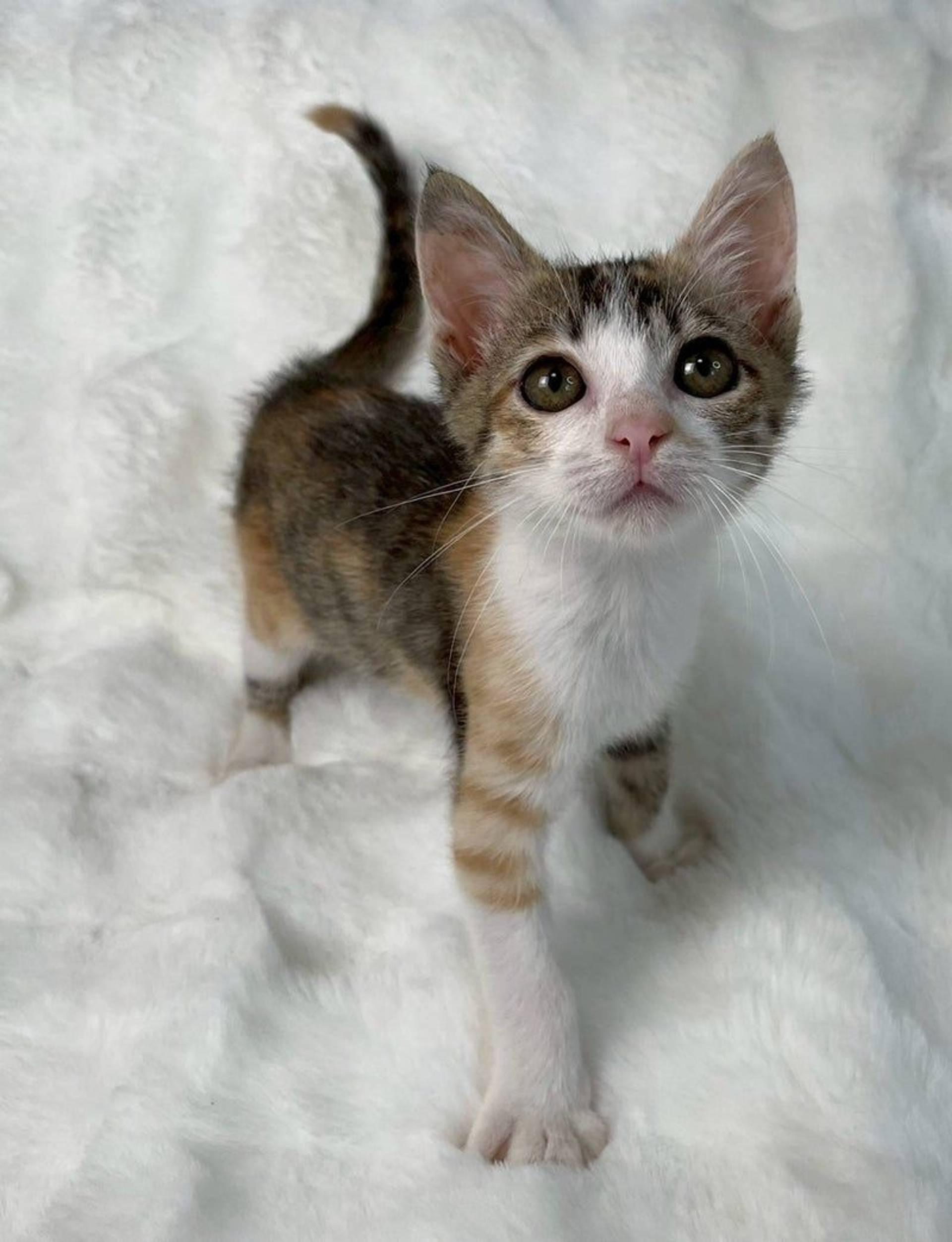 雑種（ミックス猫）・メスの里親募集の写真