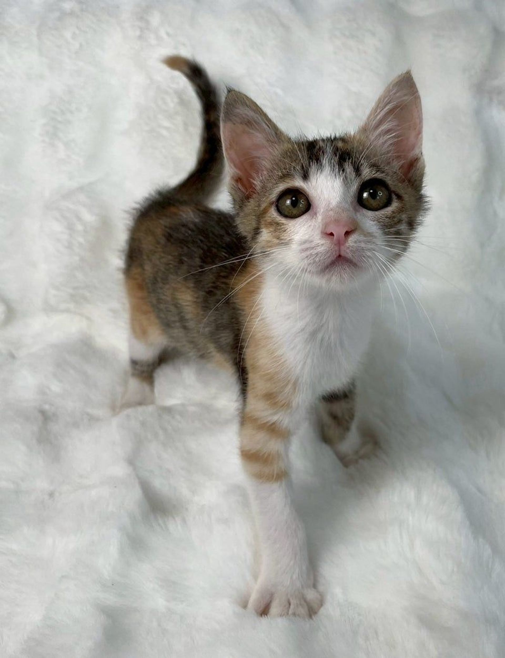 雑種（ミックス猫）・メスの里親募集の写真