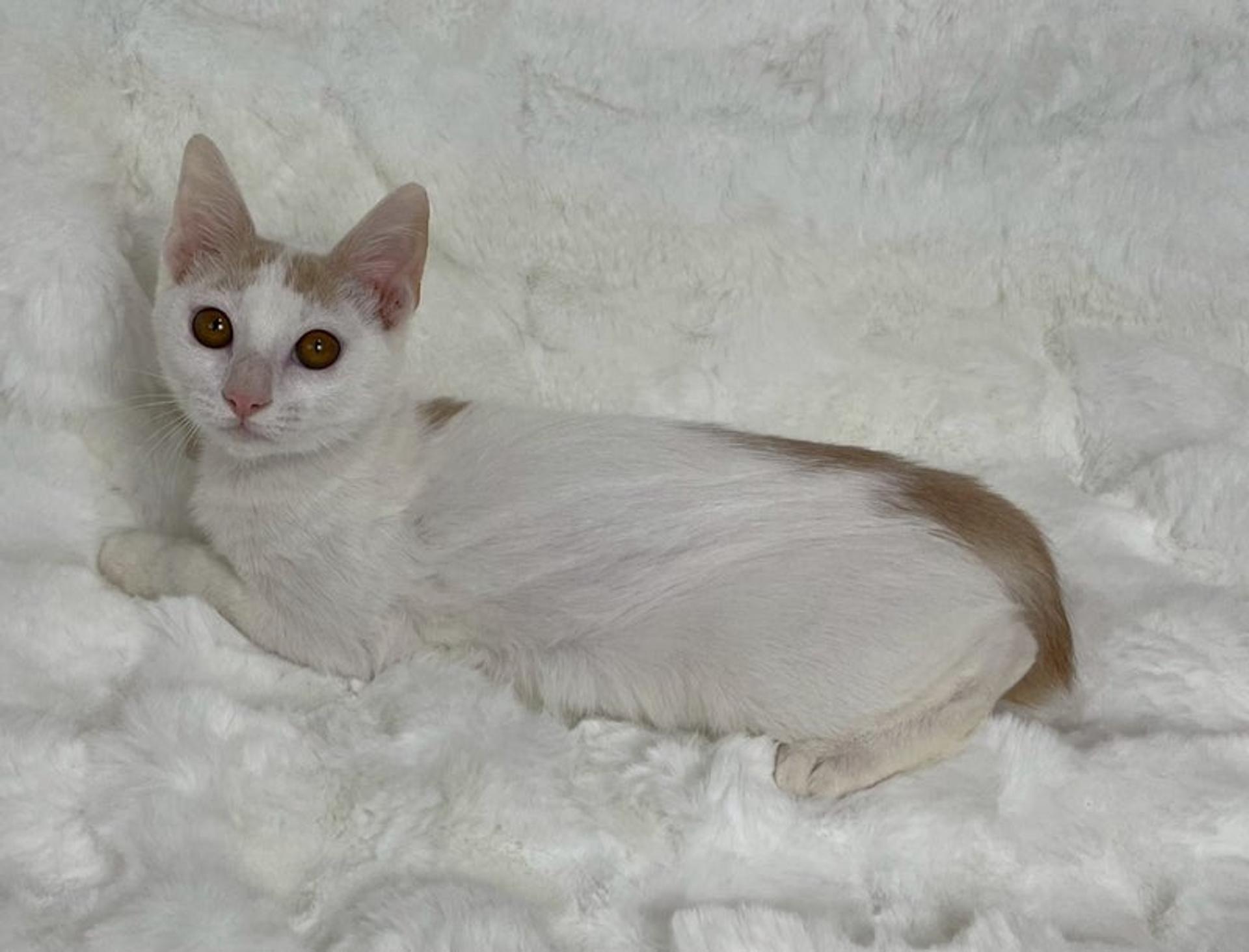 pet-image-3