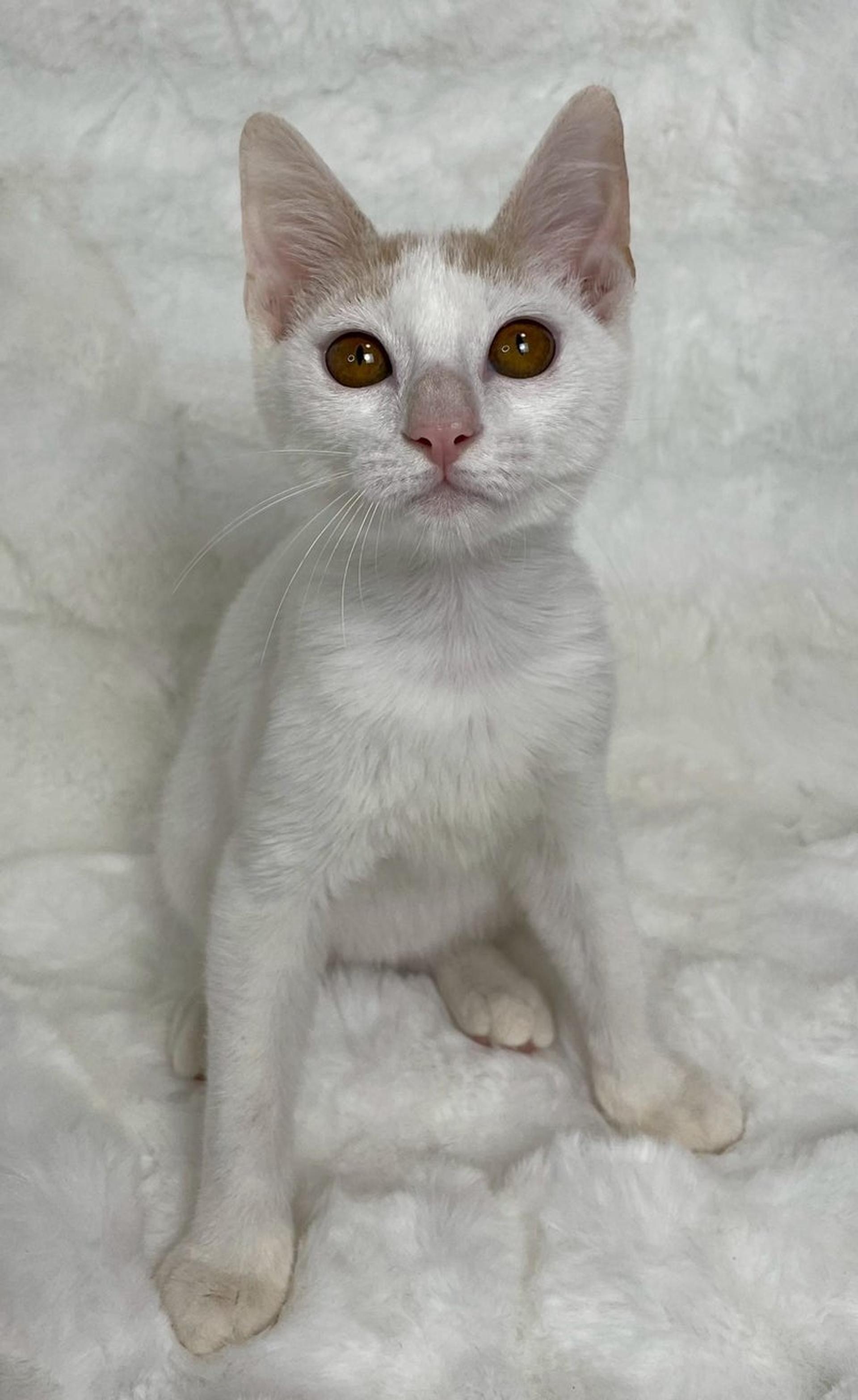 pet-image-2