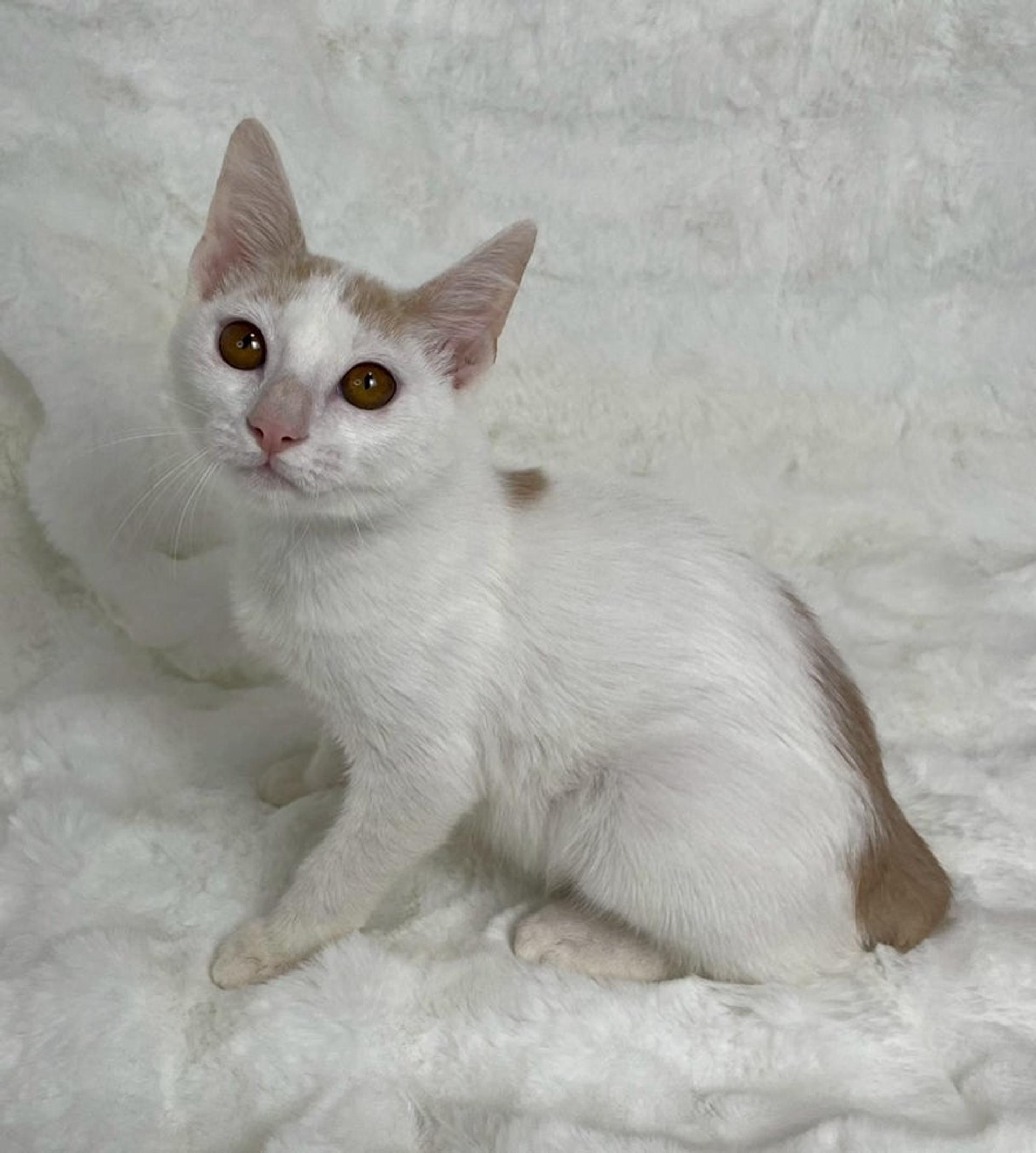 pet-image-4