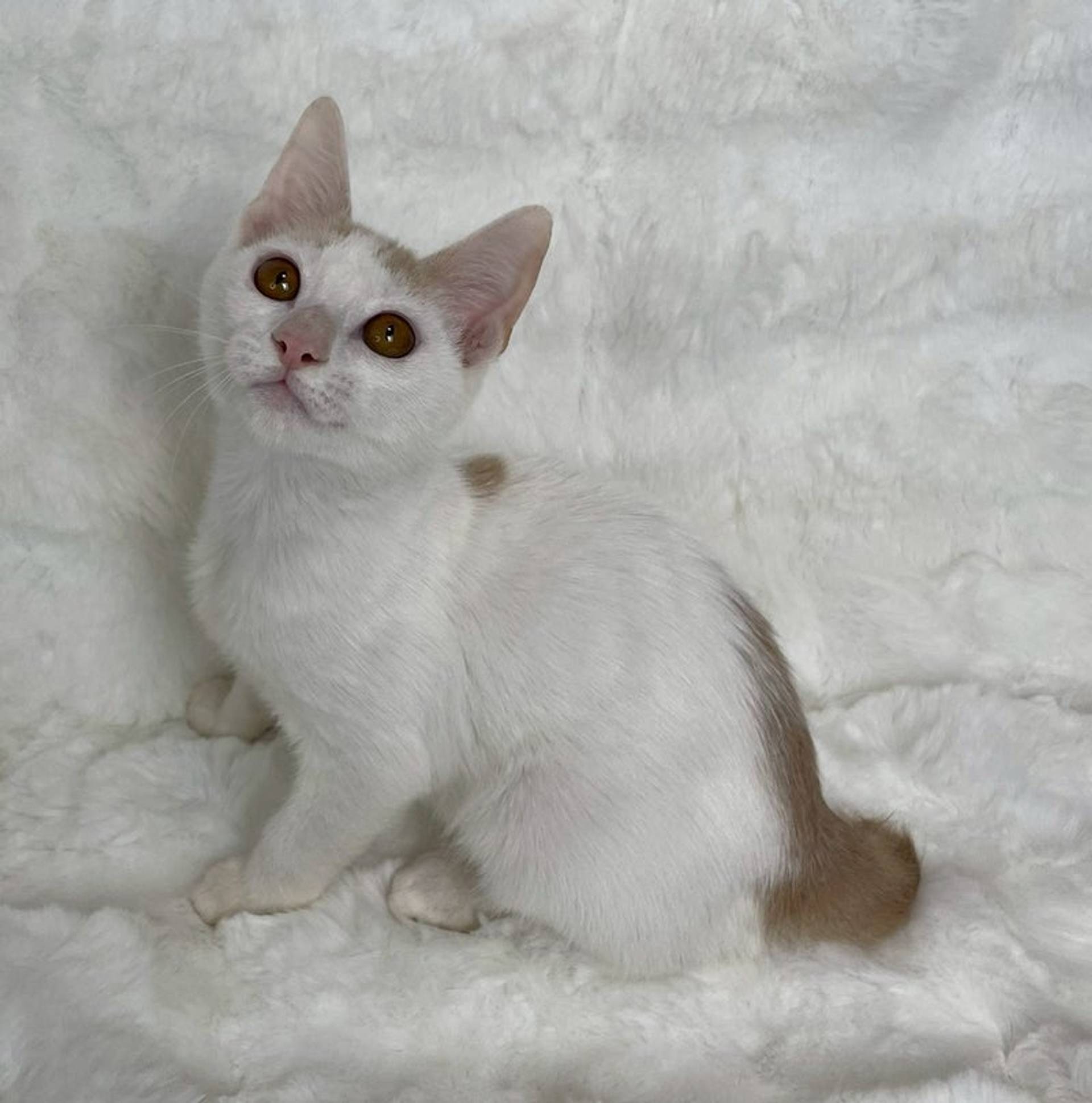 雑種（ミックス猫）・オスの里親募集の写真