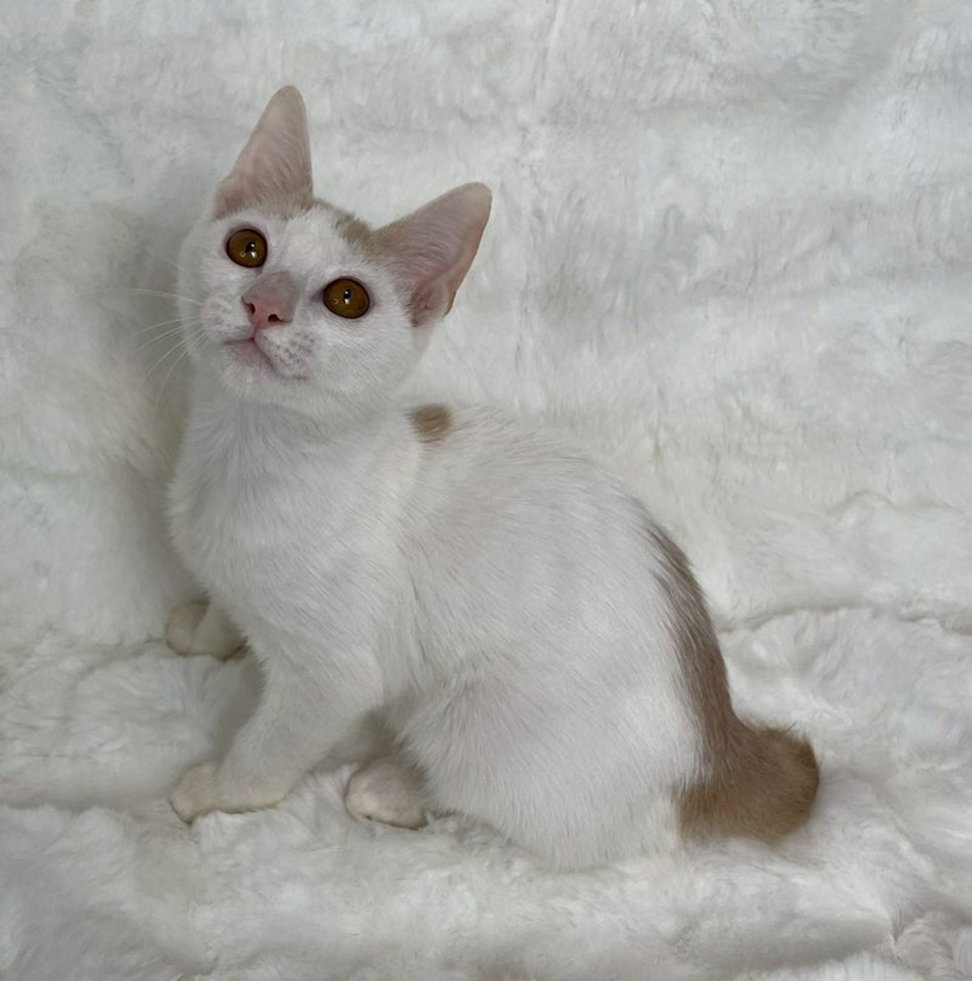 雑種（ミックス猫）・オスの里親募集の写真