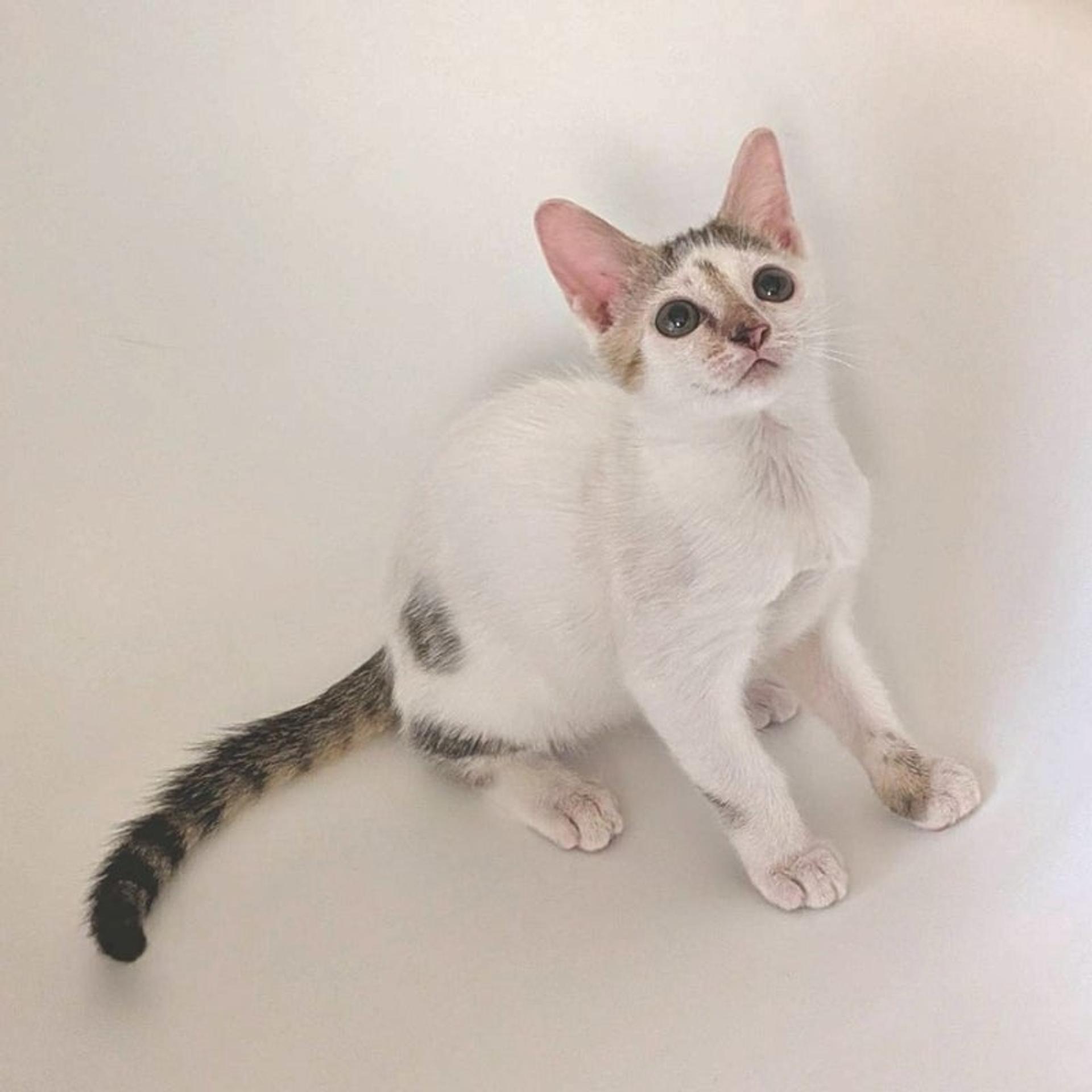 pet-image-2