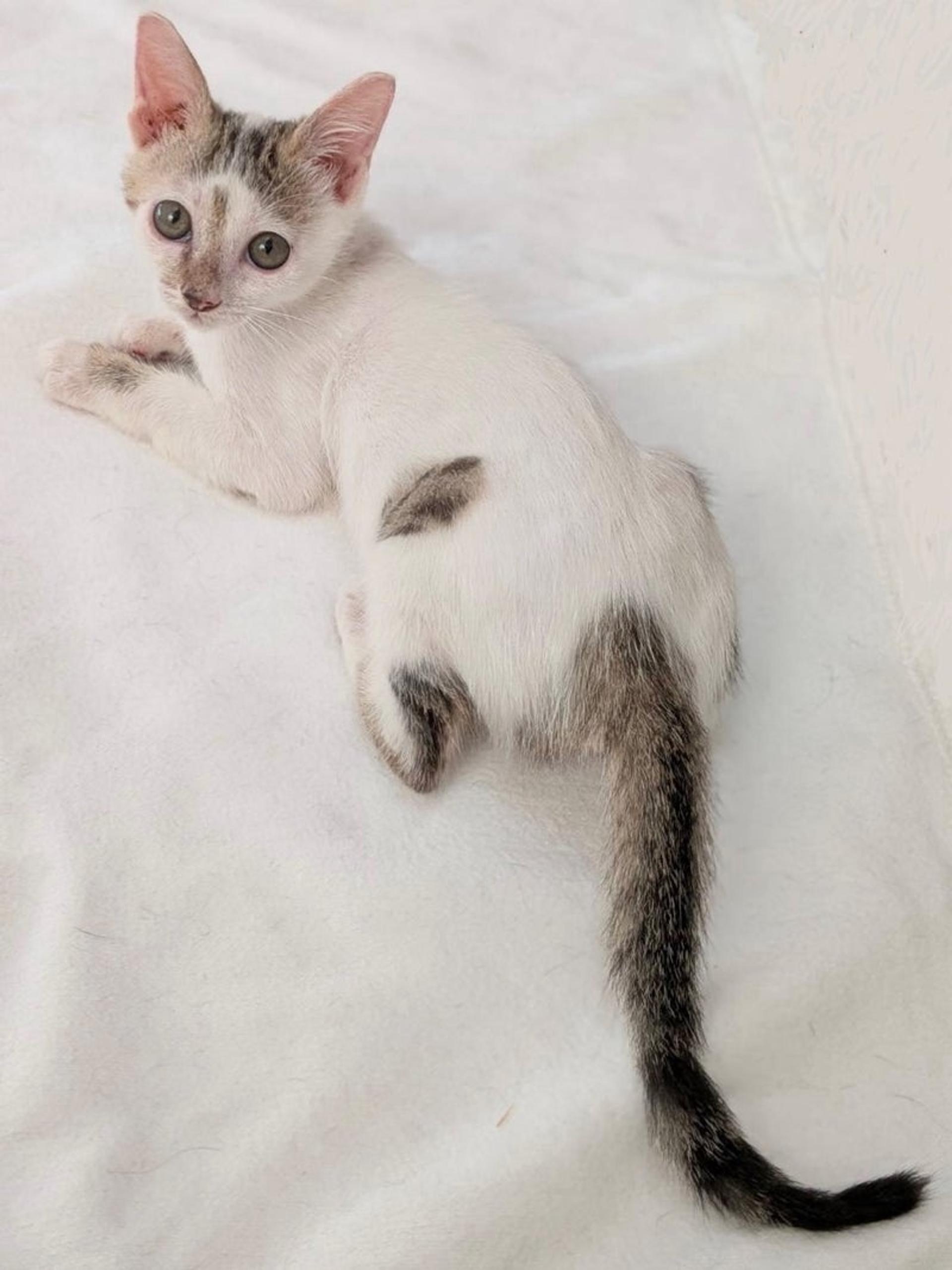 pet-image-3