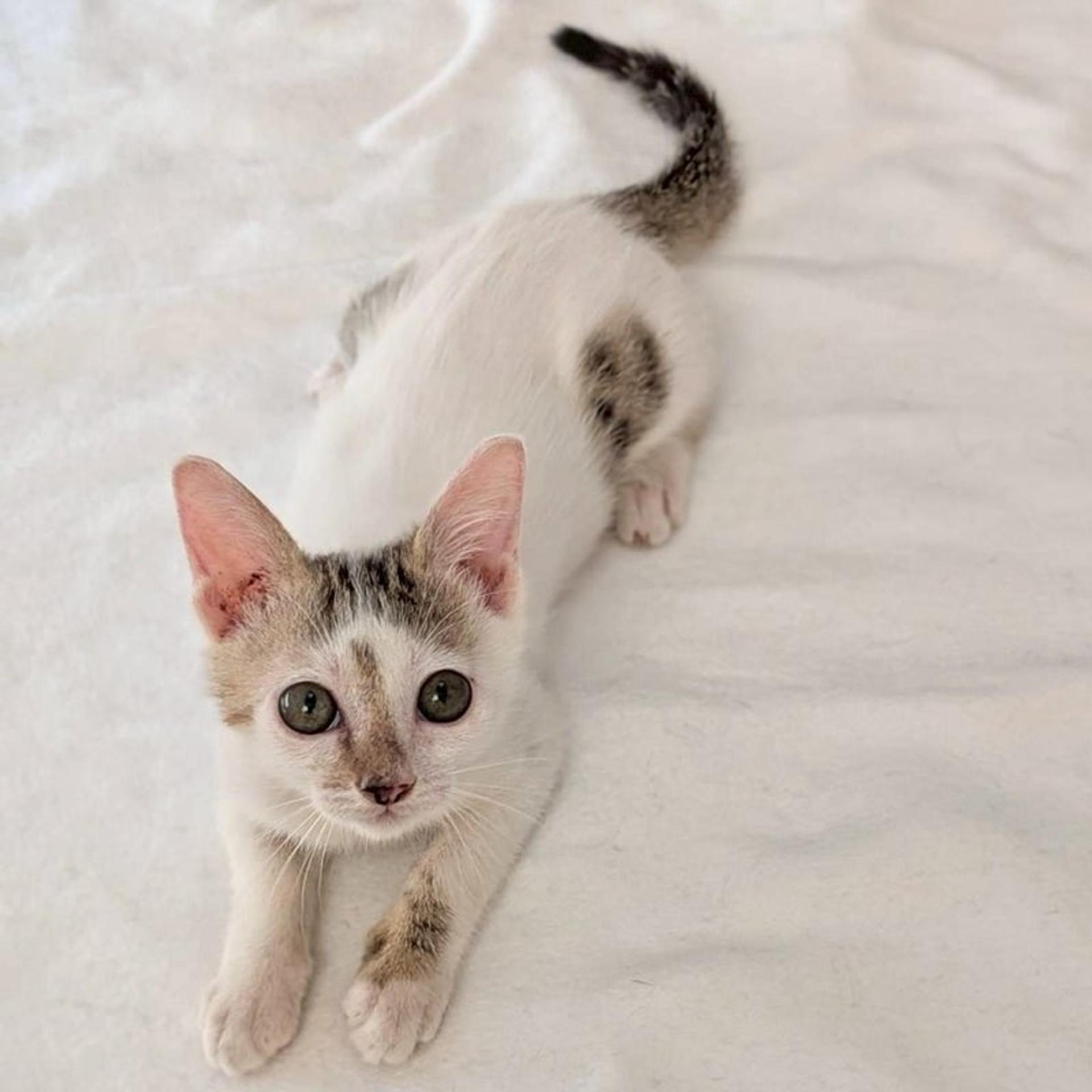 pet-image-4