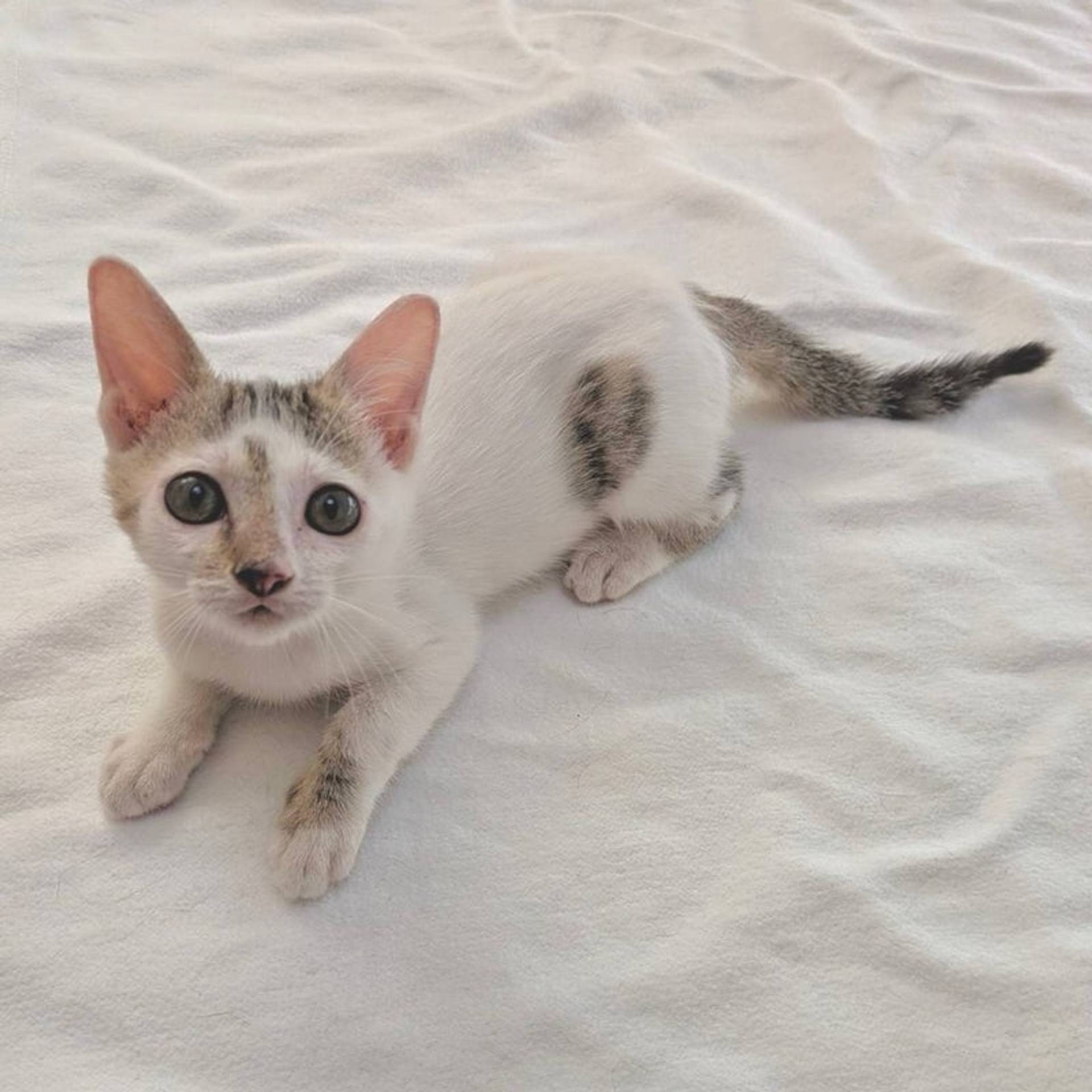 雑種（ミックス猫）・メスの里親募集の写真