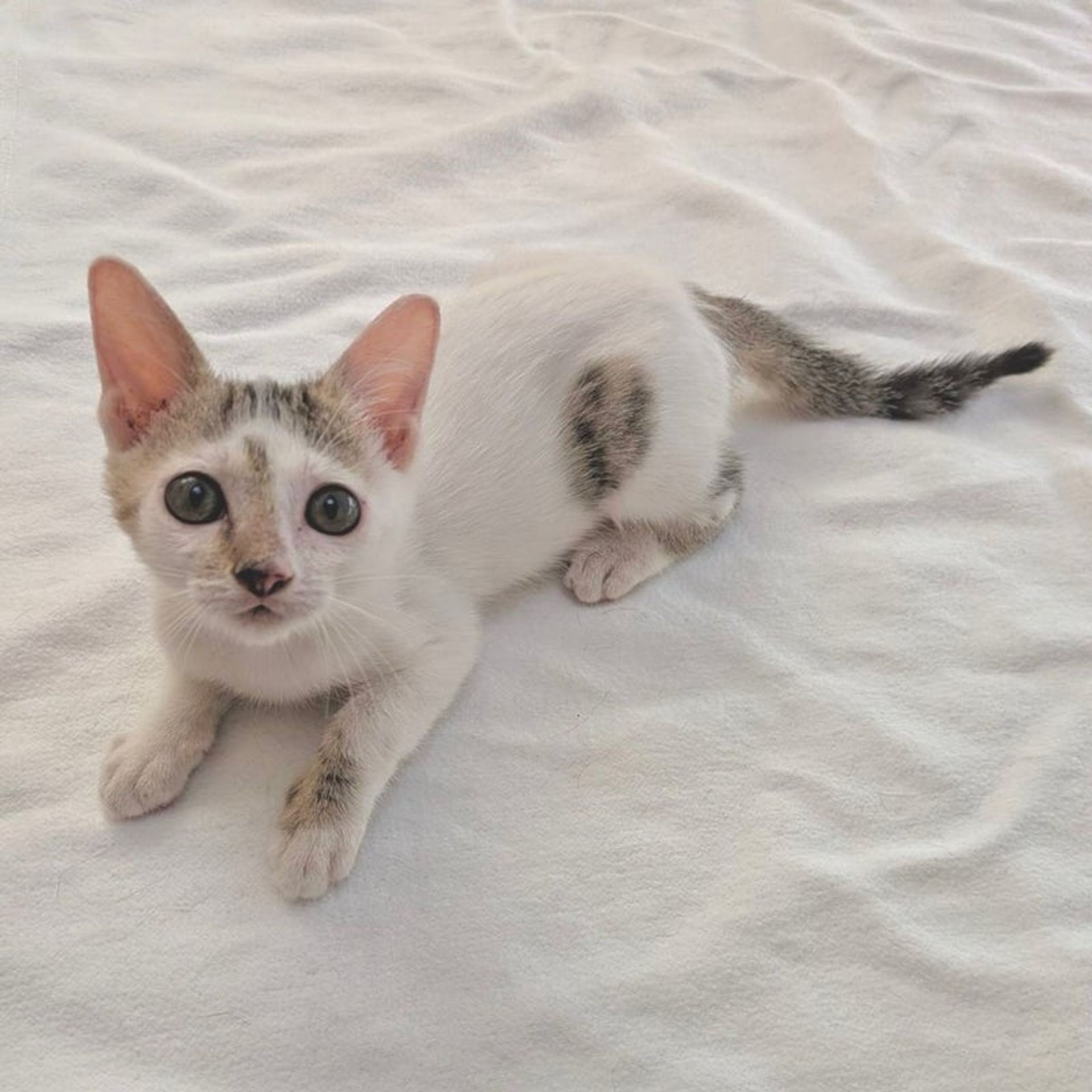 雑種（ミックス猫）・メスの里親募集の写真