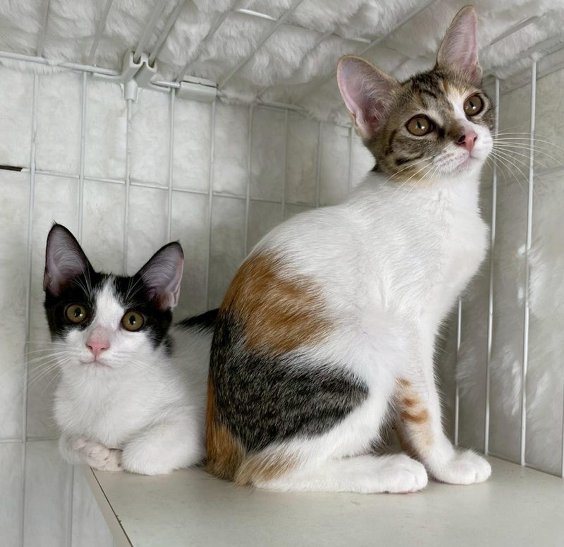 pet-image-5