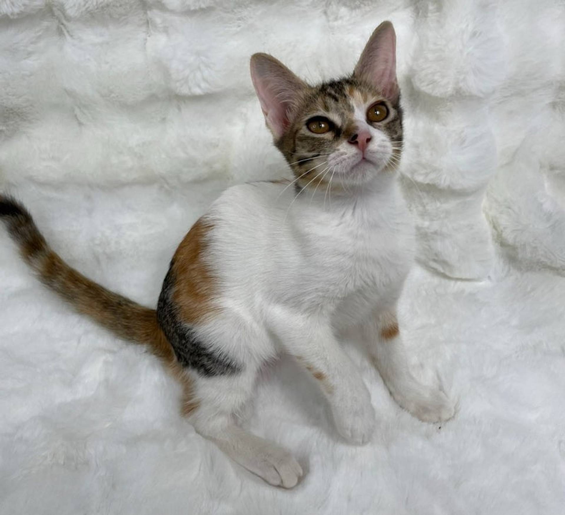 雑種（ミックス猫）・メスの里親募集の写真