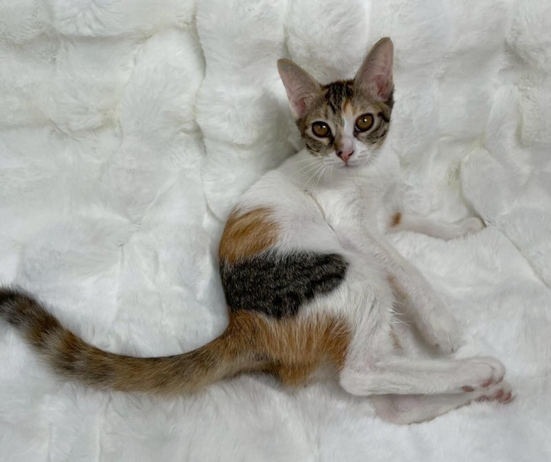 pet-image-3