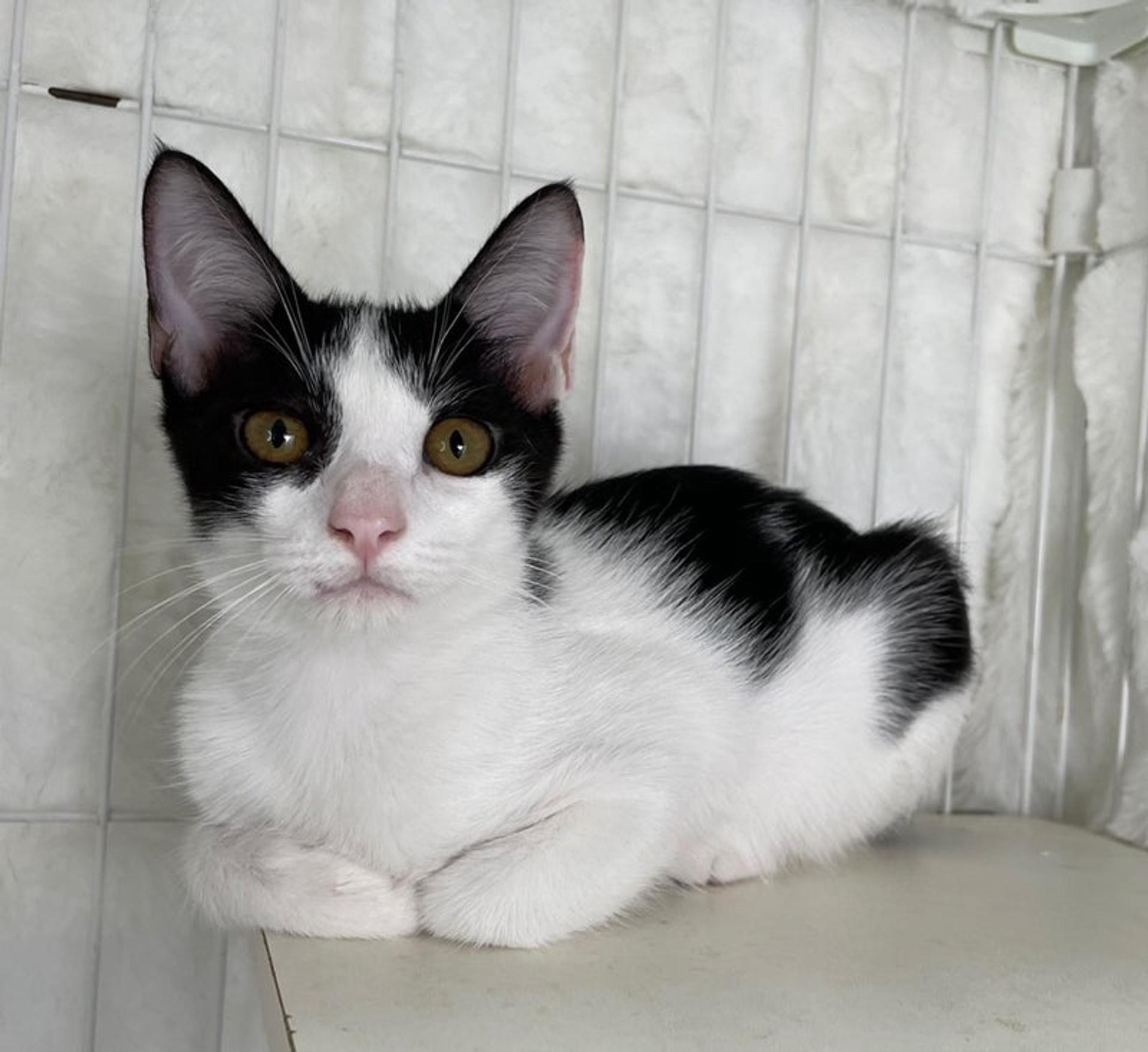 pet-image-2