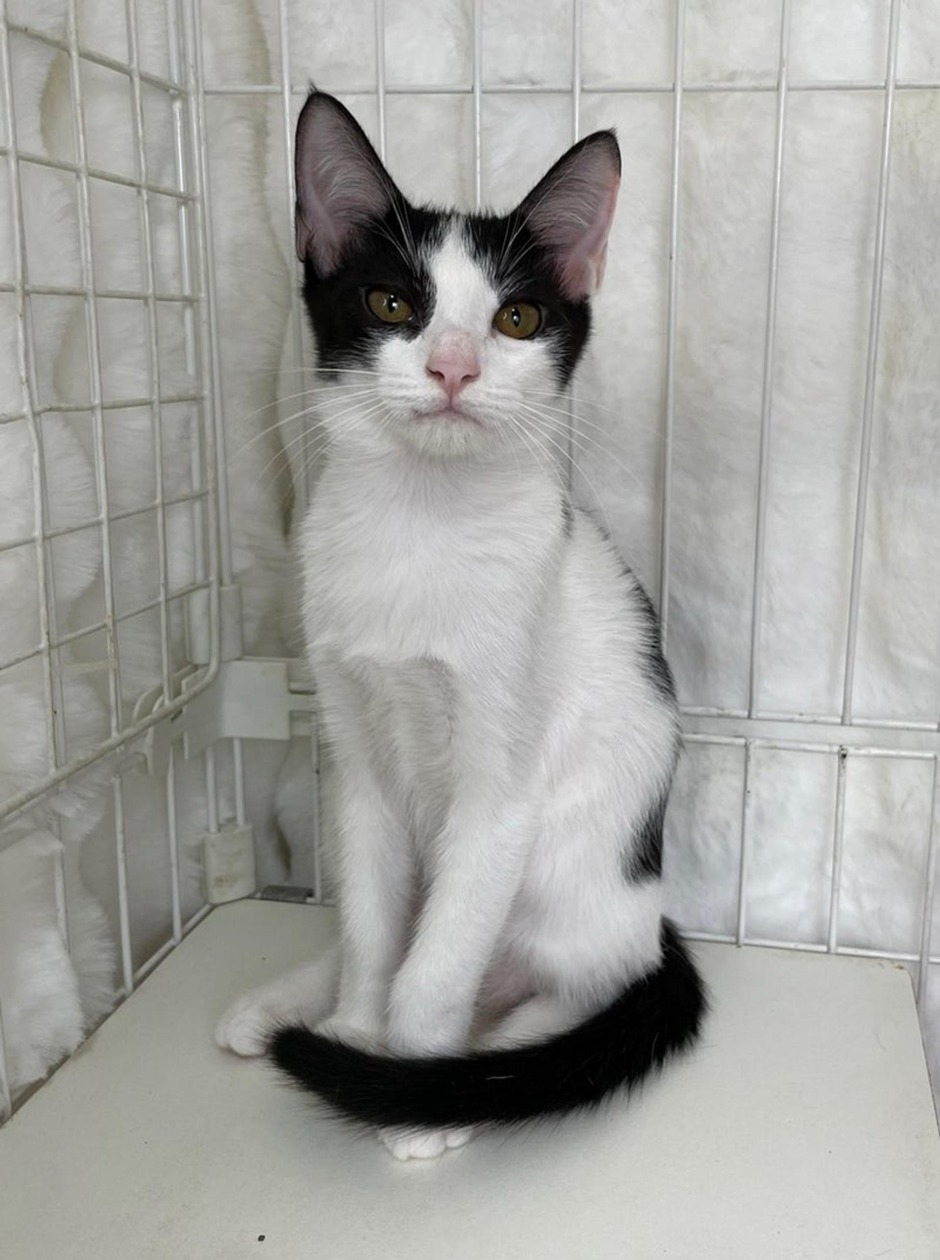 pet-image-3