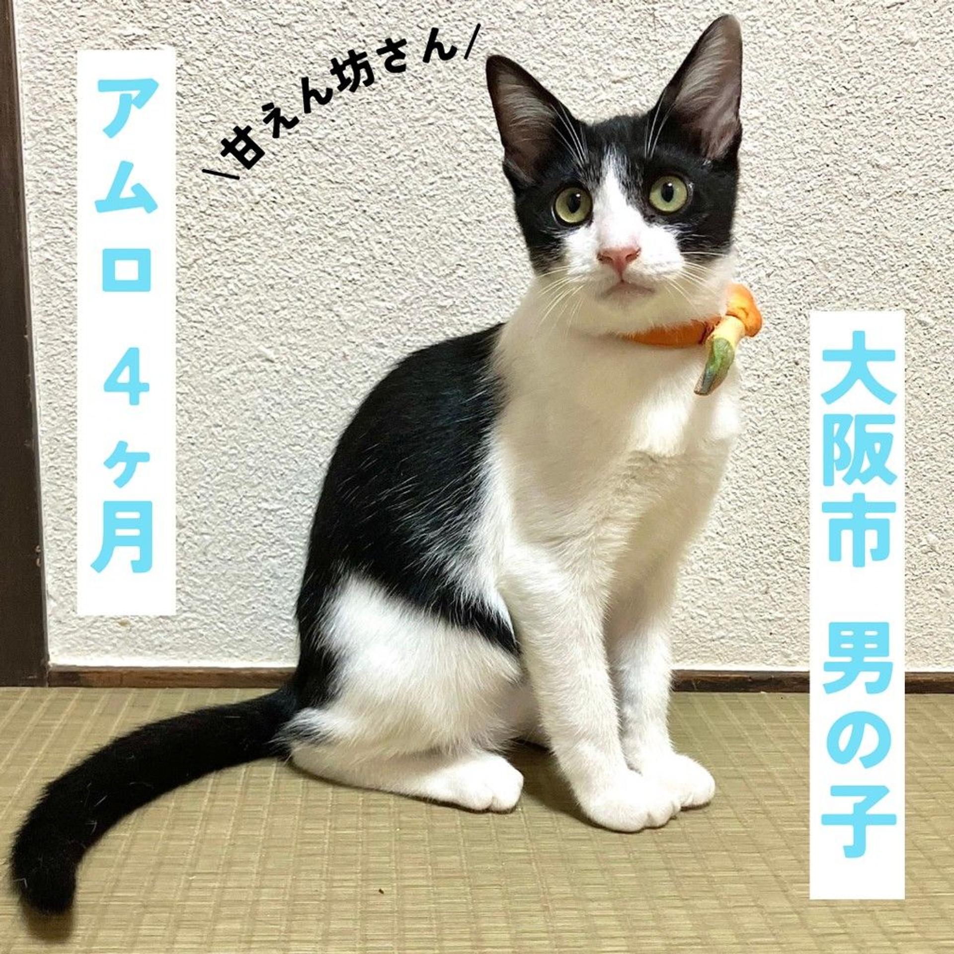 pet-image-2