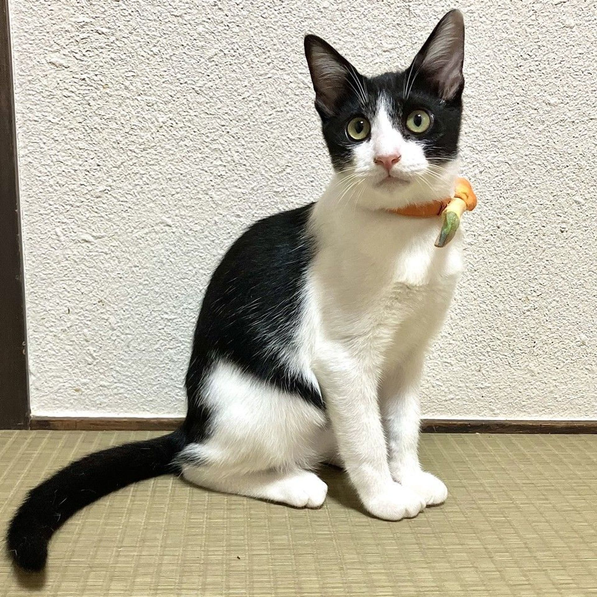 雑種（ミックス猫）・オスの里親募集の写真
