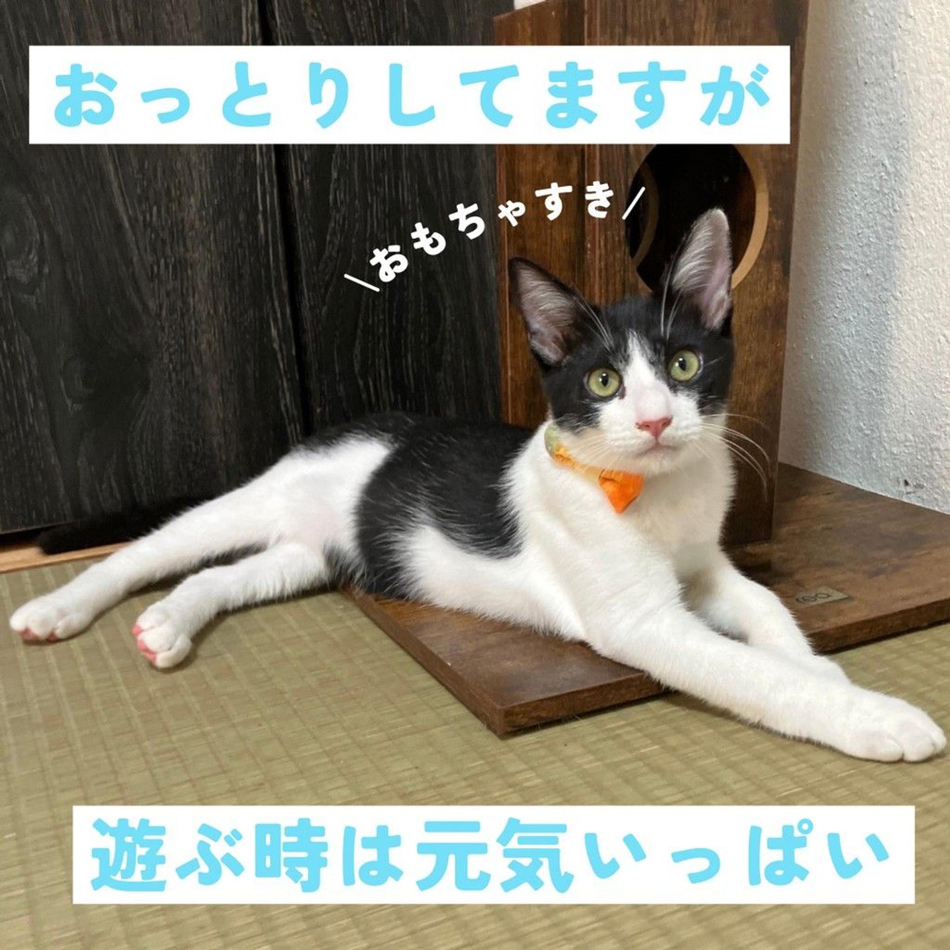 pet-image-3