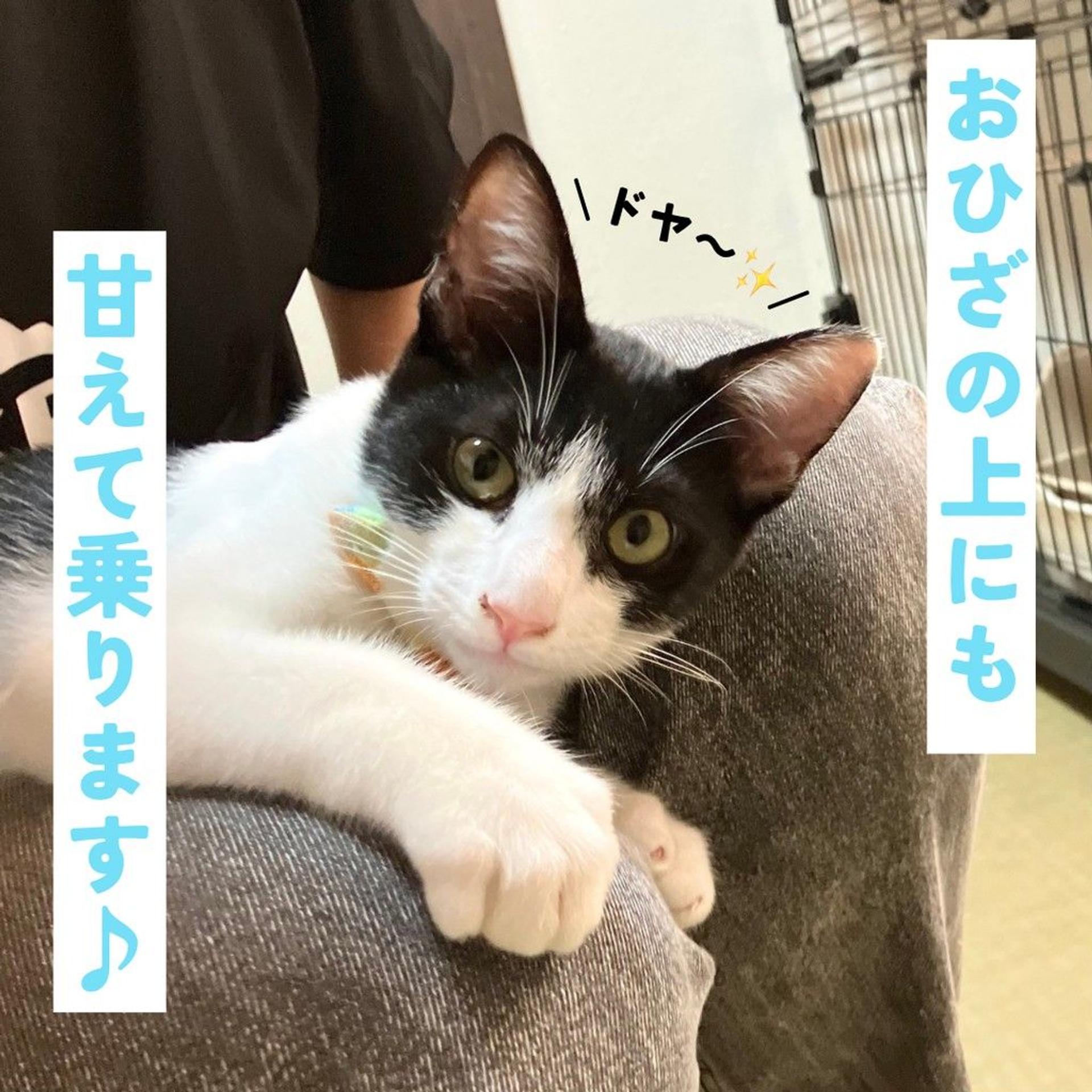 pet-image-5