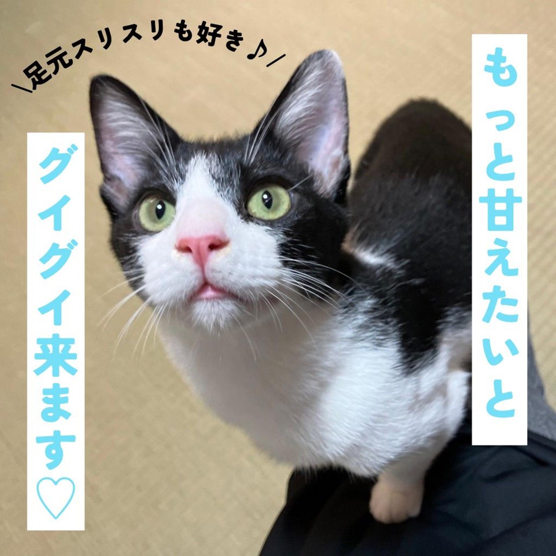 pet-image-6