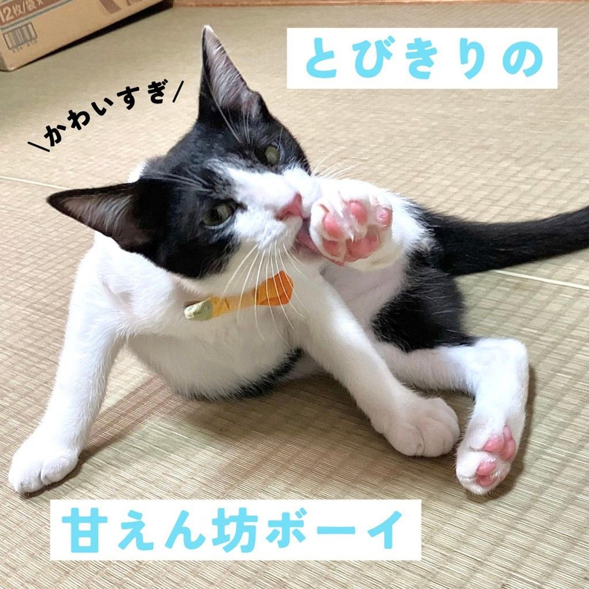 pet-image-7