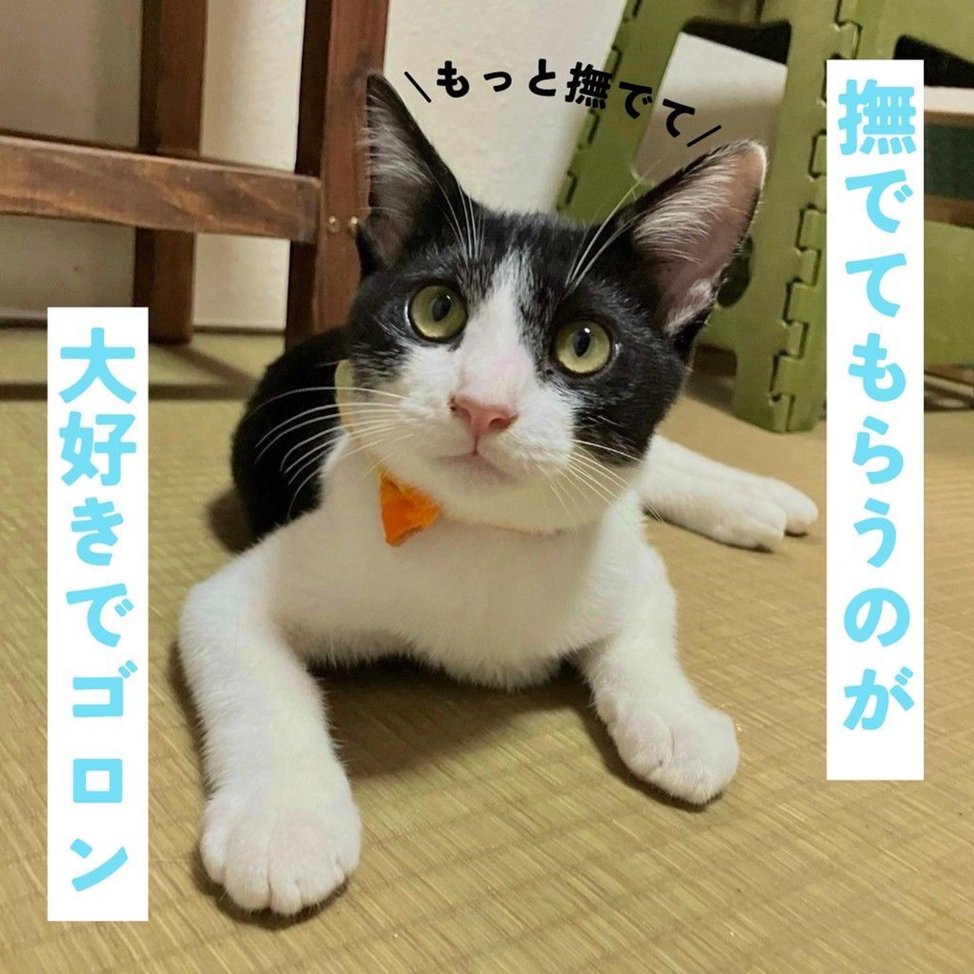pet-image-4
