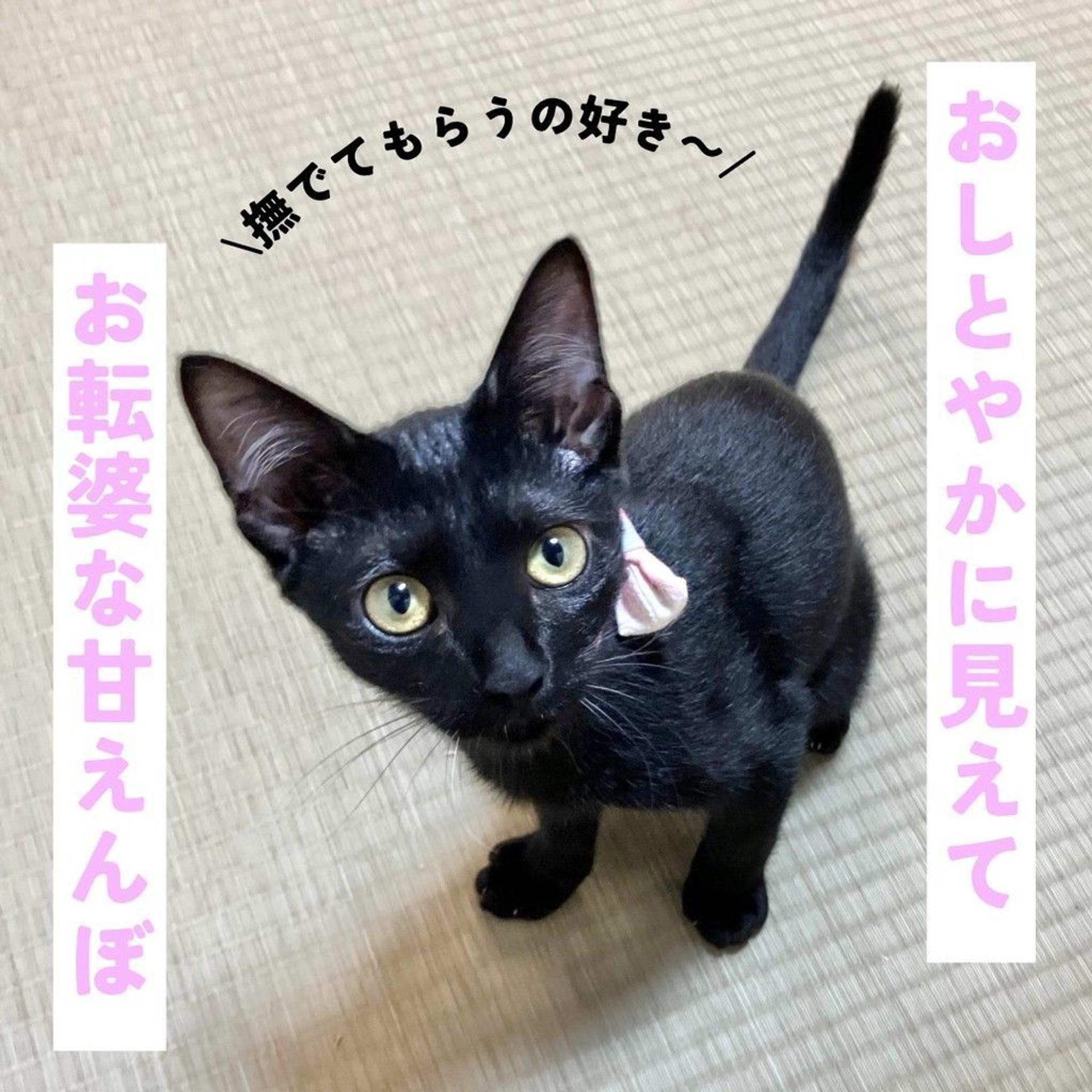 pet-image-3