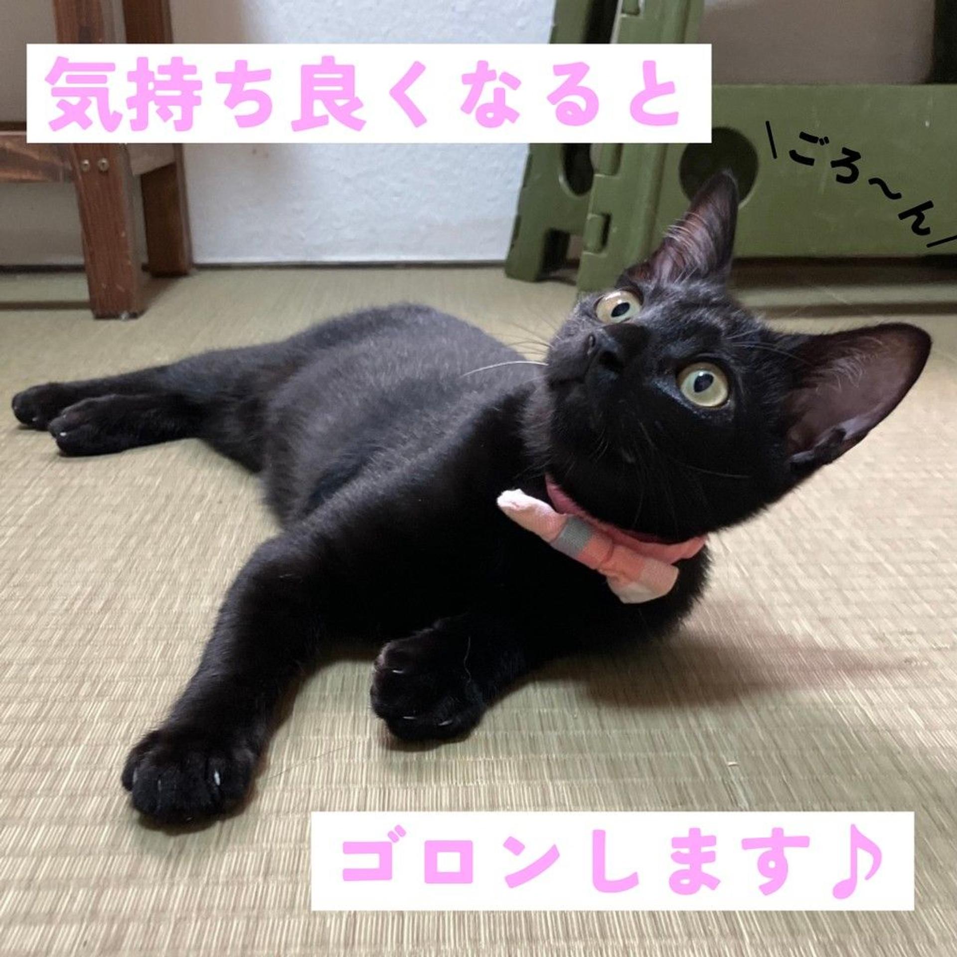 pet-image-4