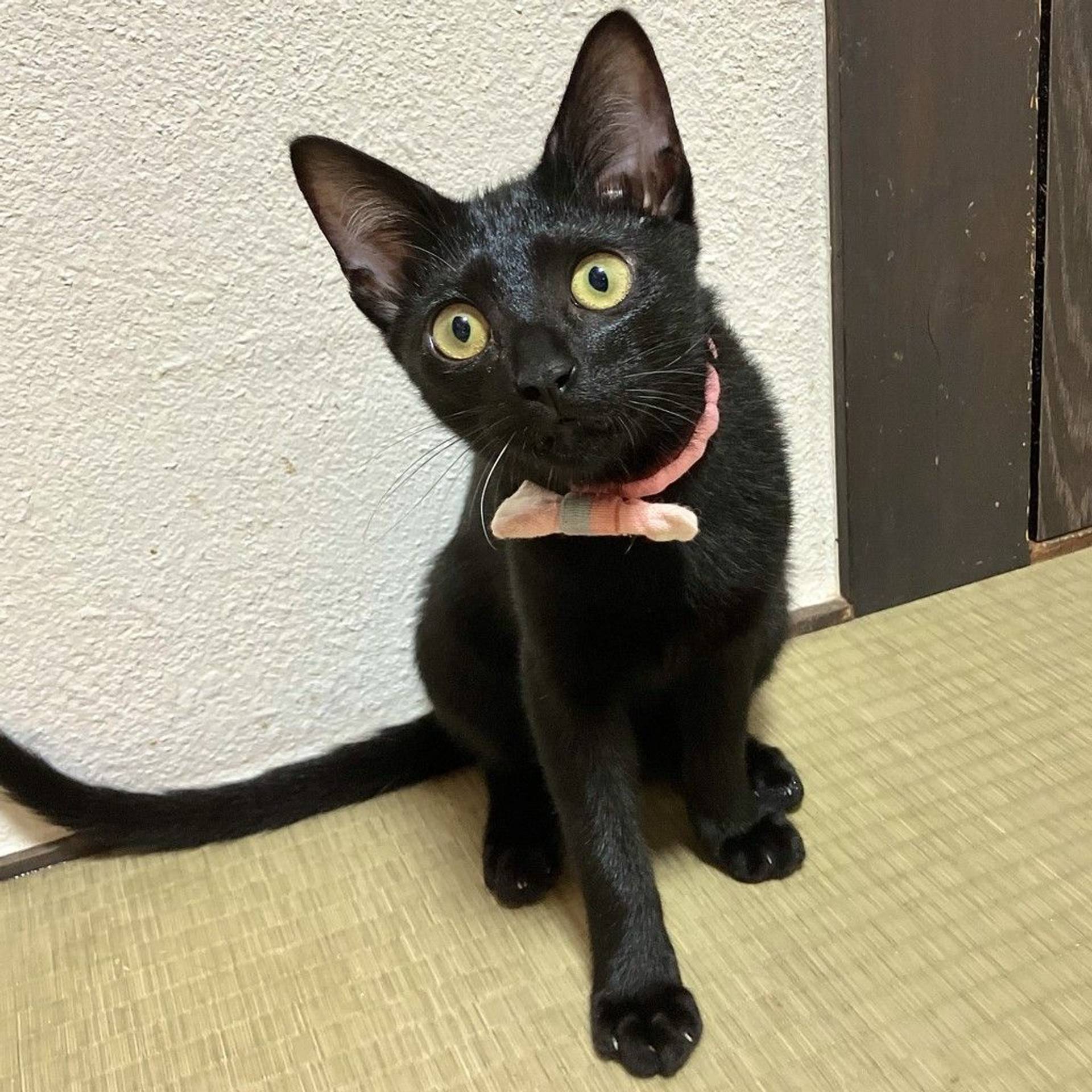 雑種（ミックス猫）・メスの里親募集の写真