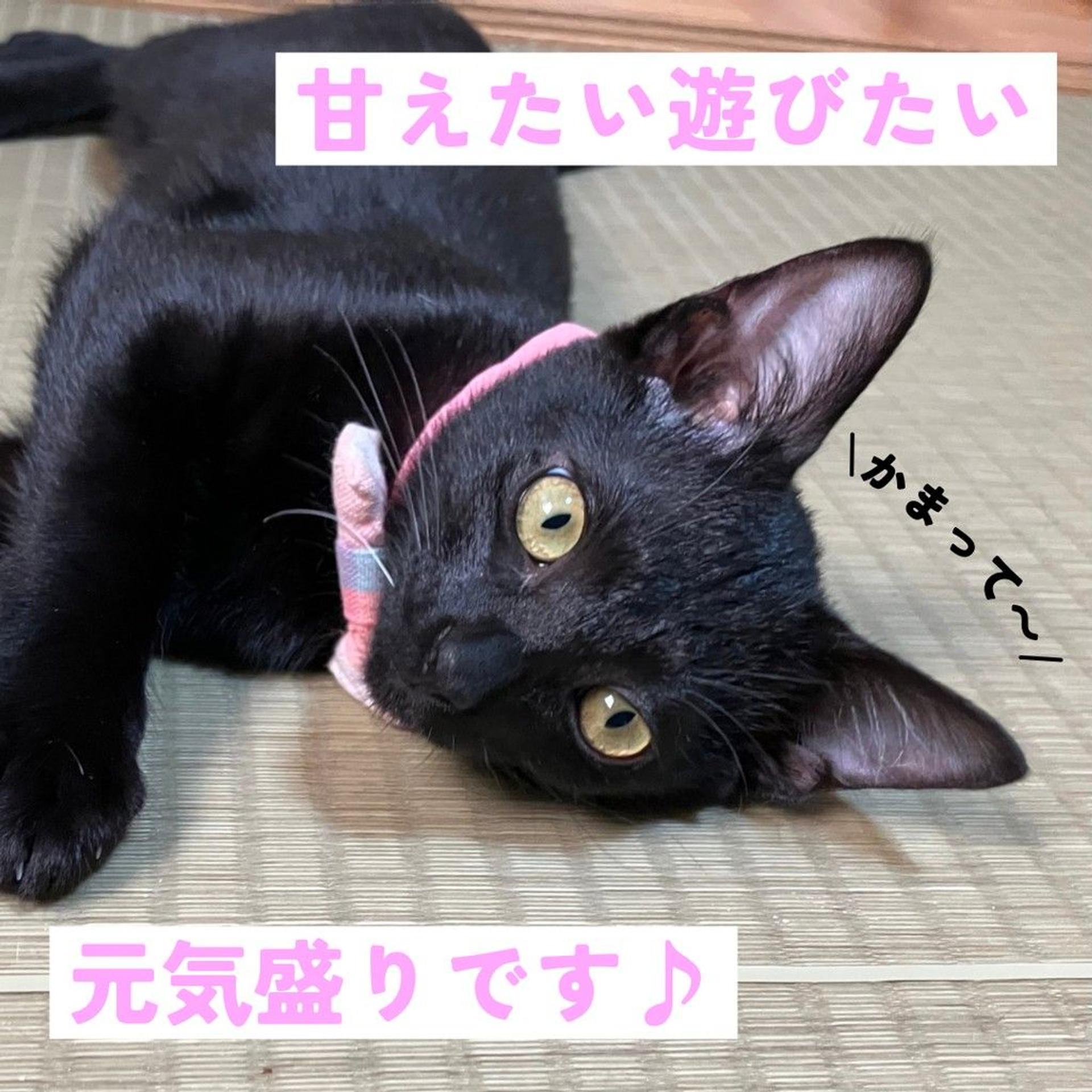 pet-image-7