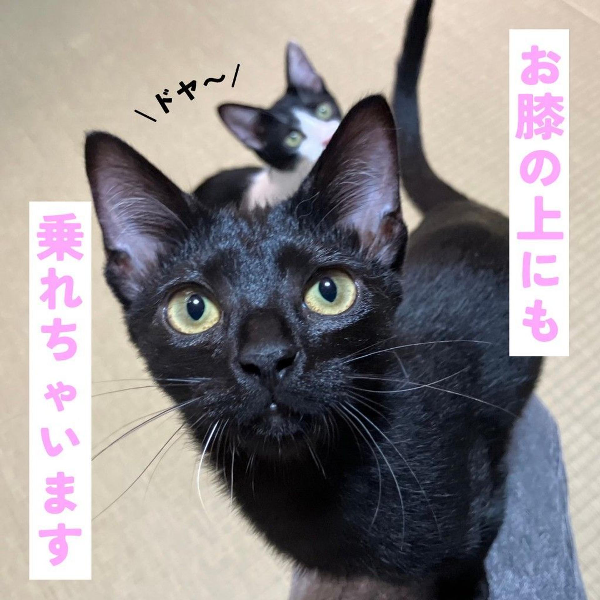 pet-image-5