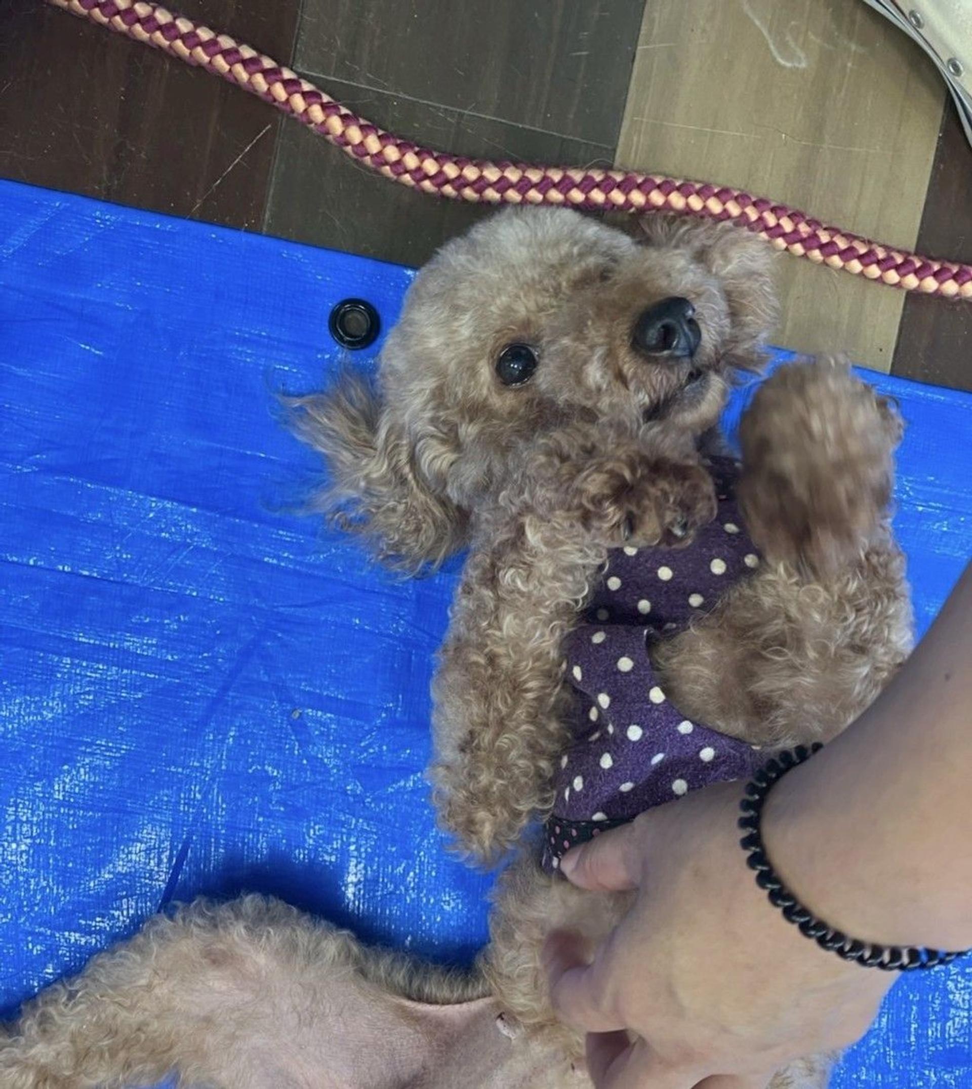 pet-image-3