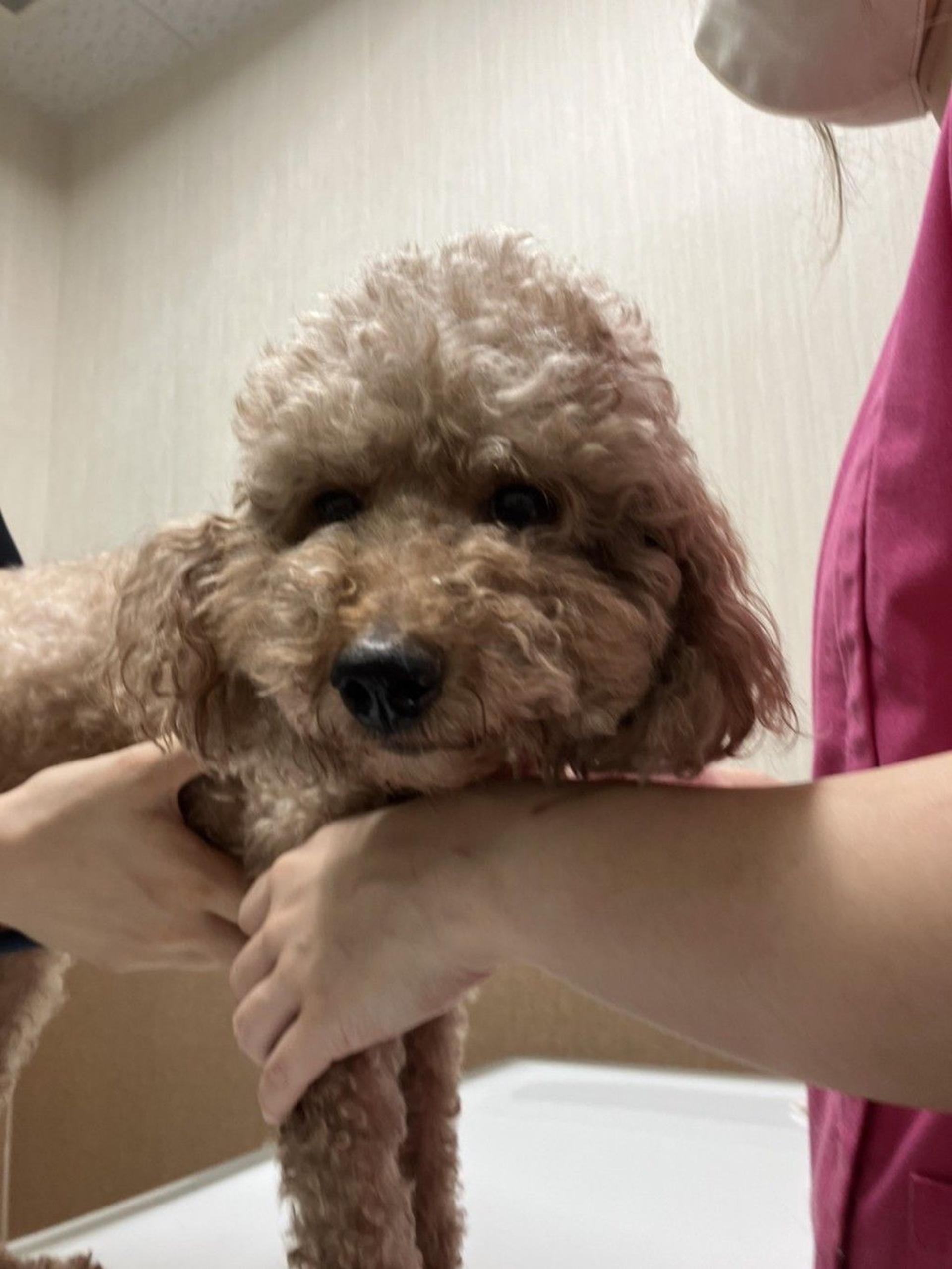 pet-image-2