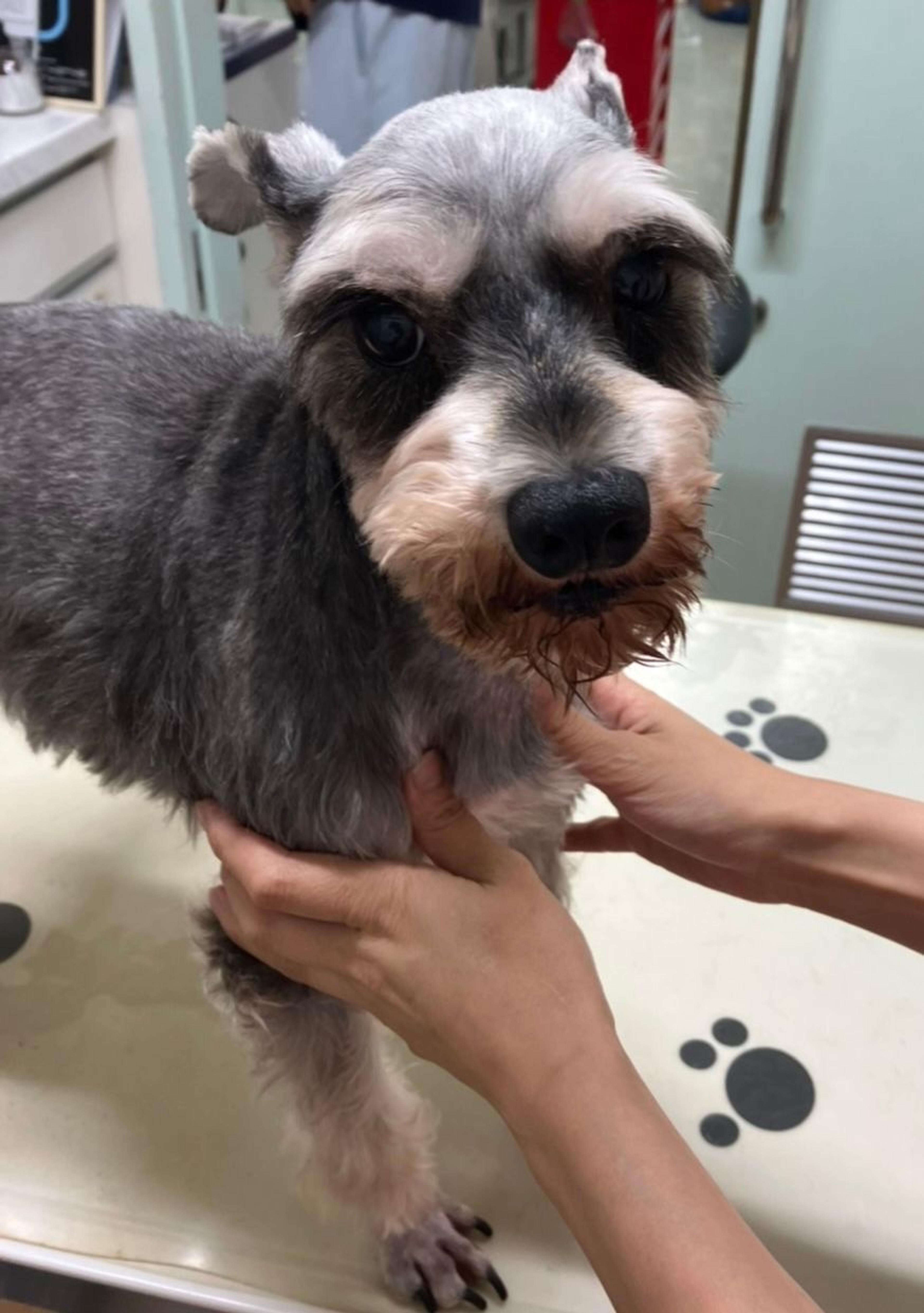 pet-image-3