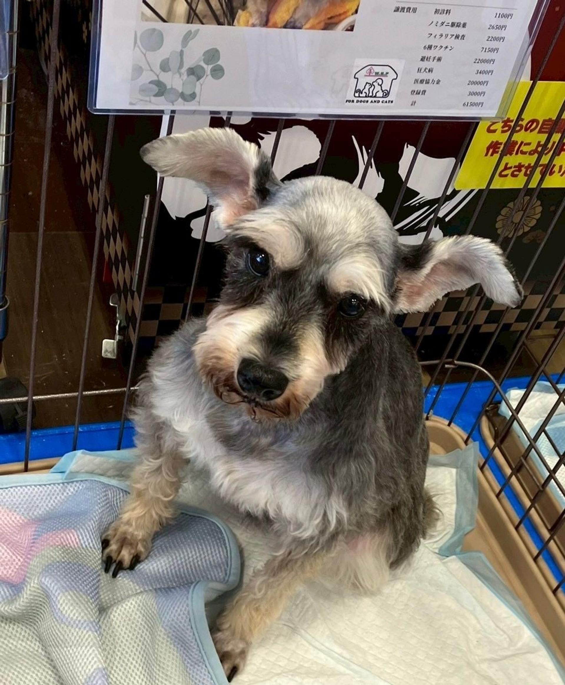 pet-image-2