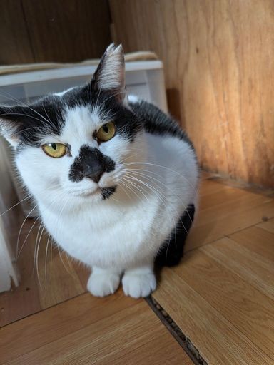 雑種（ミックス猫）・メスの里親募集の写真