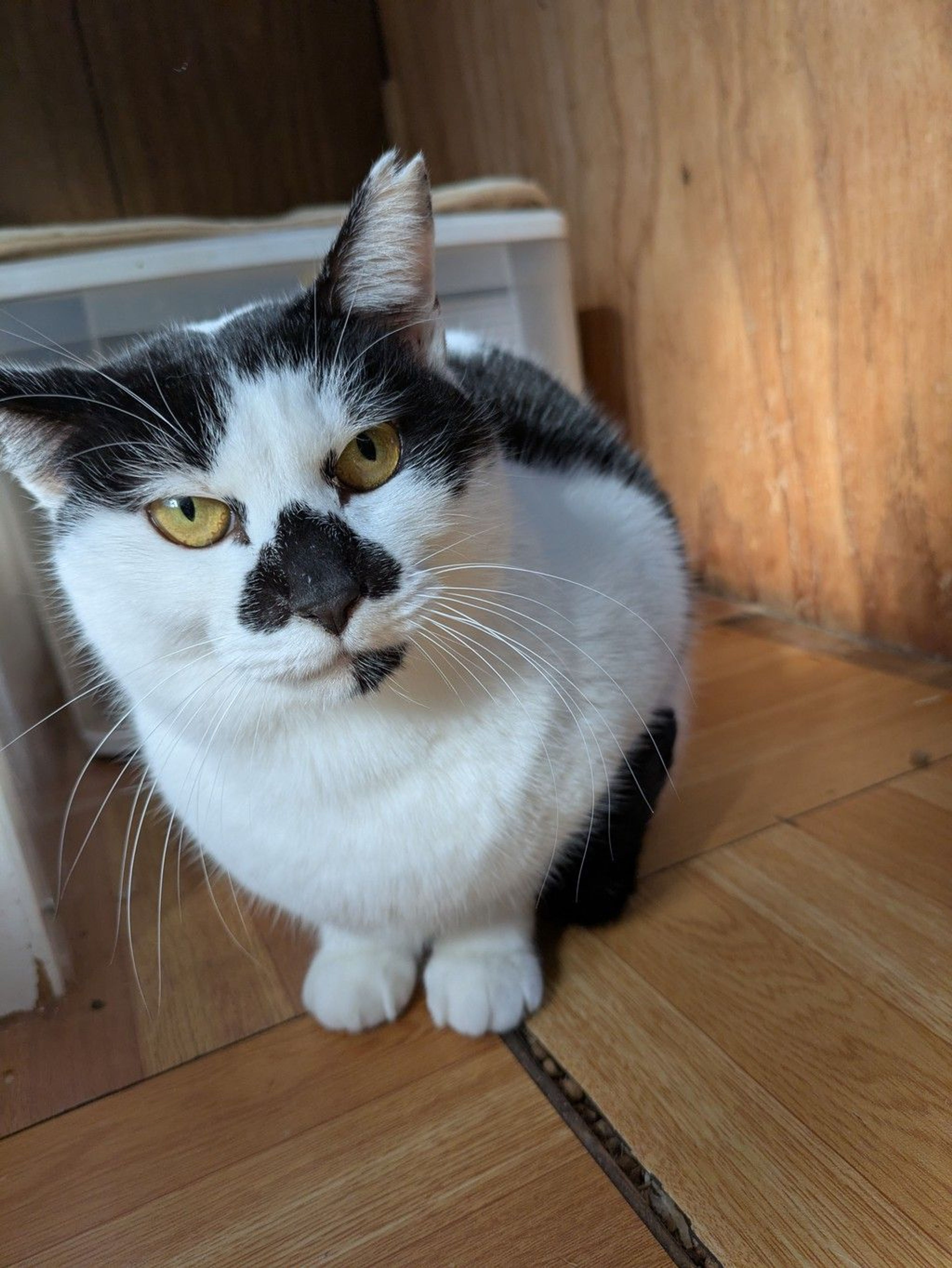 雑種（ミックス猫）・メスの里親募集の写真