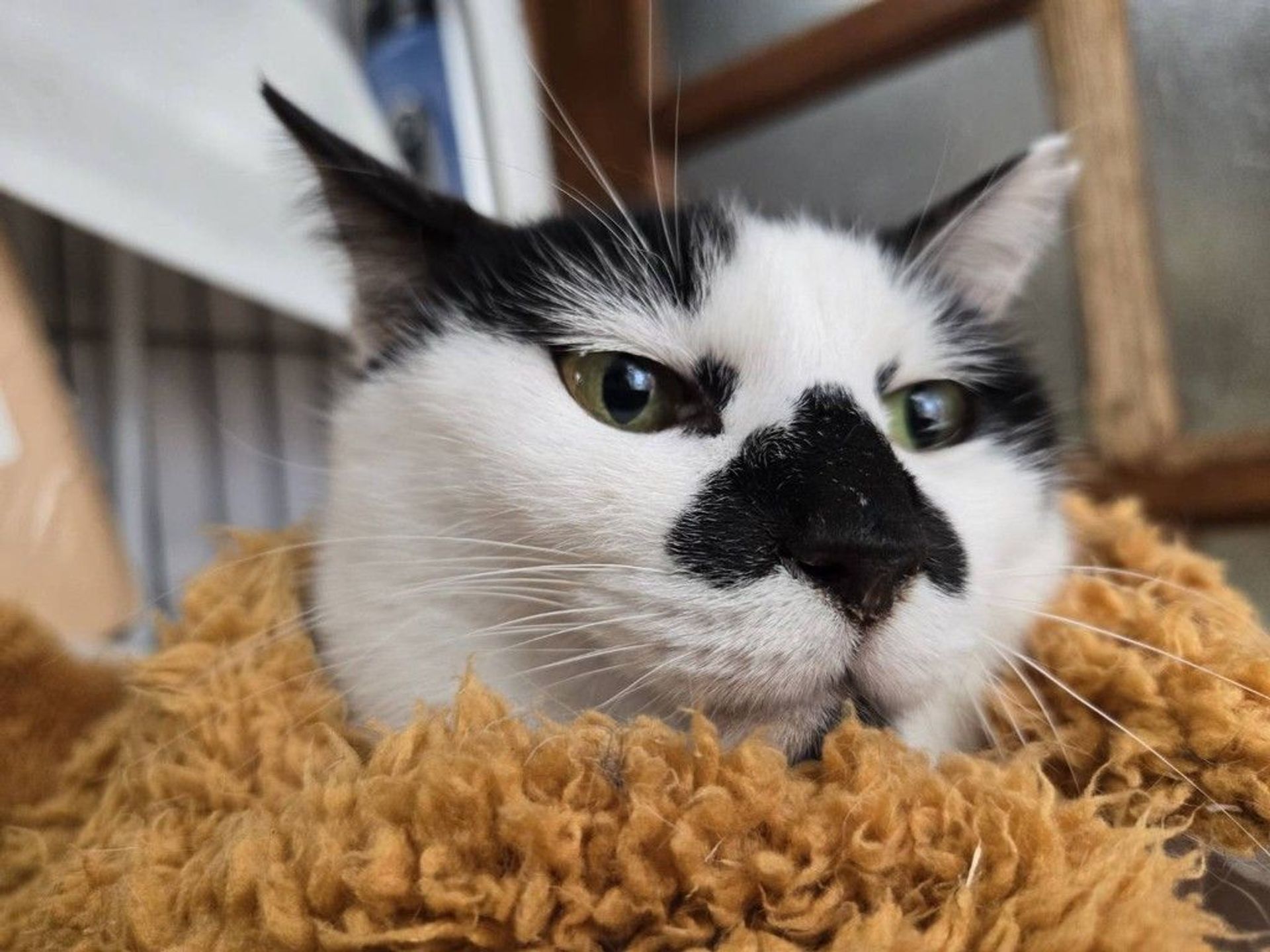 雑種（ミックス猫）・メスの里親募集の写真